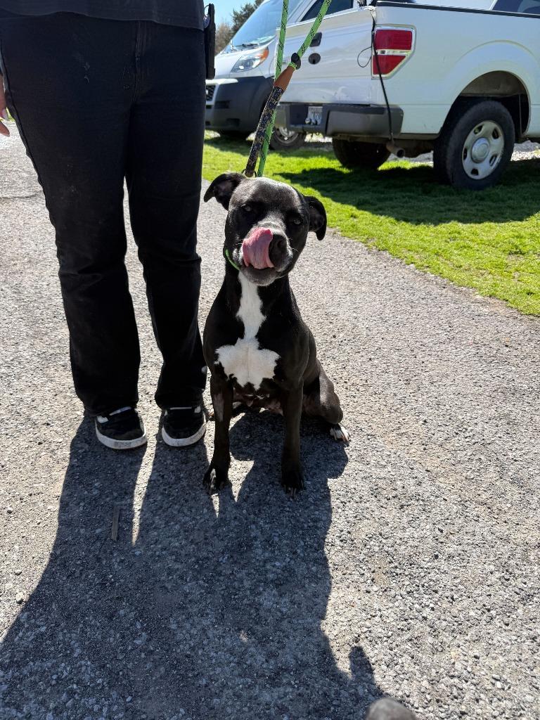 Enlarge Trista- Available for Adoption, a Adoptable Pit Bull Terrier in Chickamauga , GA image 3/4