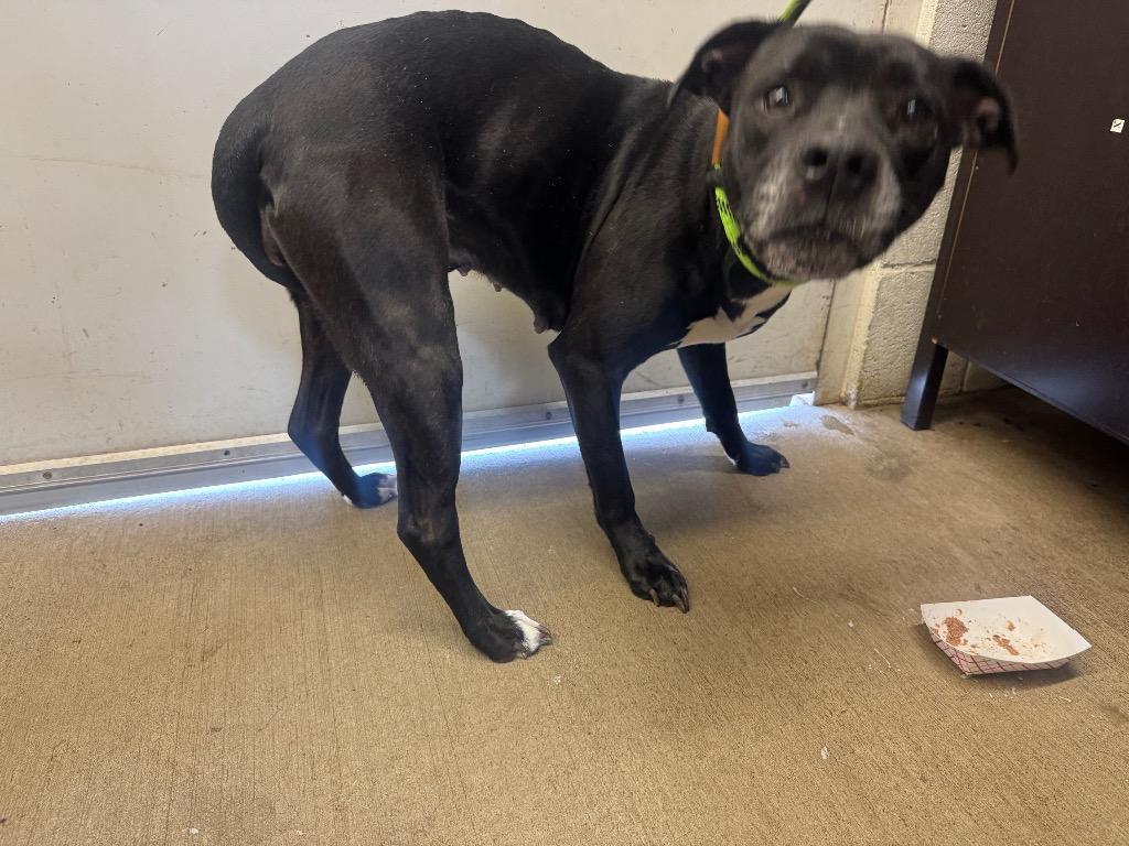 Enlarge Trista- Available for Adoption, a Adoptable Pit Bull Terrier in Chickamauga , GA image 4/4