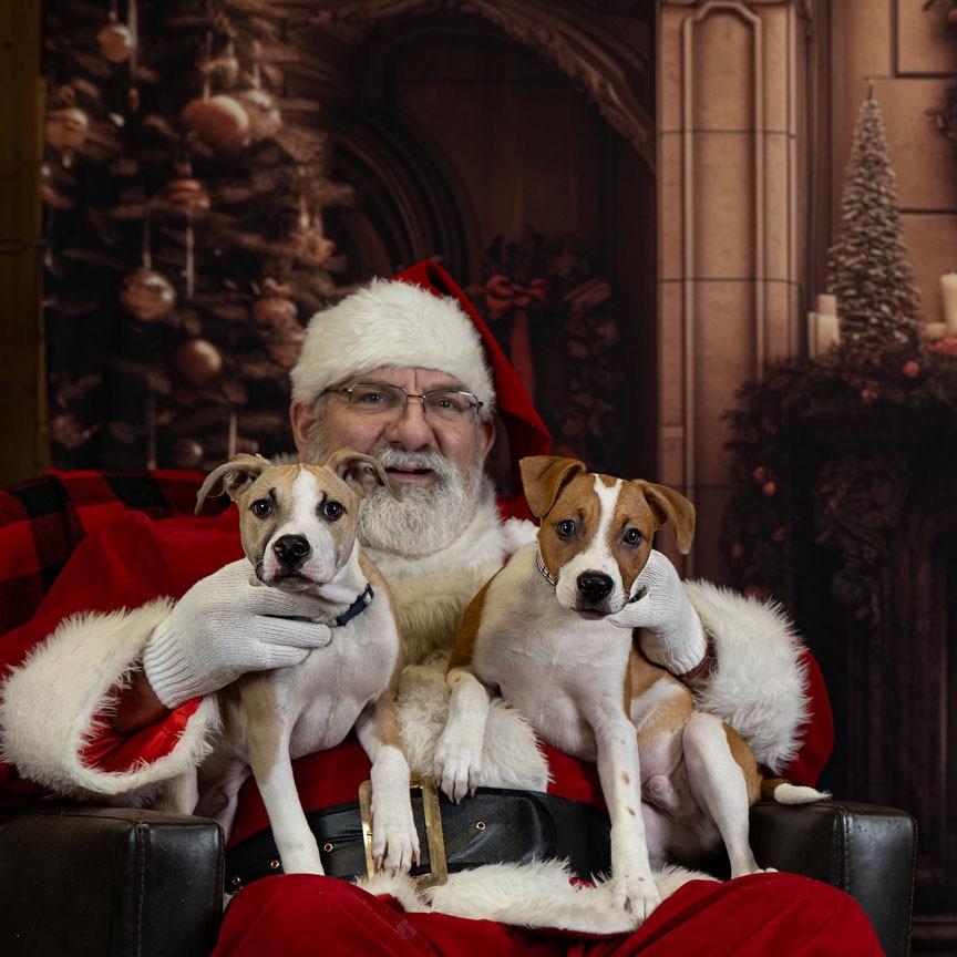 Enlarge Arrow, a Adoptable Terrier in Newberg, OR image 1/3