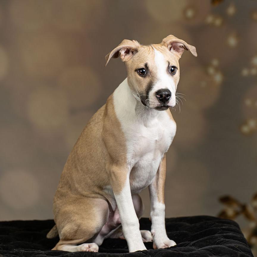 Enlarge Arrow, a Adoptable Terrier in Newberg, OR image 2/3