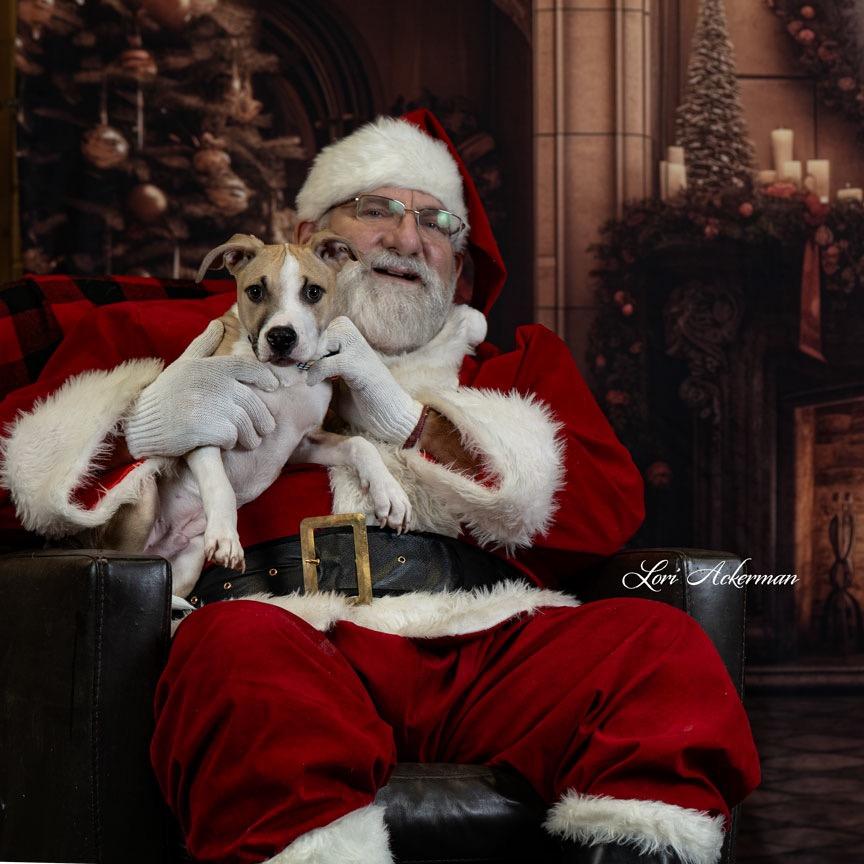 Enlarge Arrow, a Adoptable Terrier in Newberg, OR image 3/3