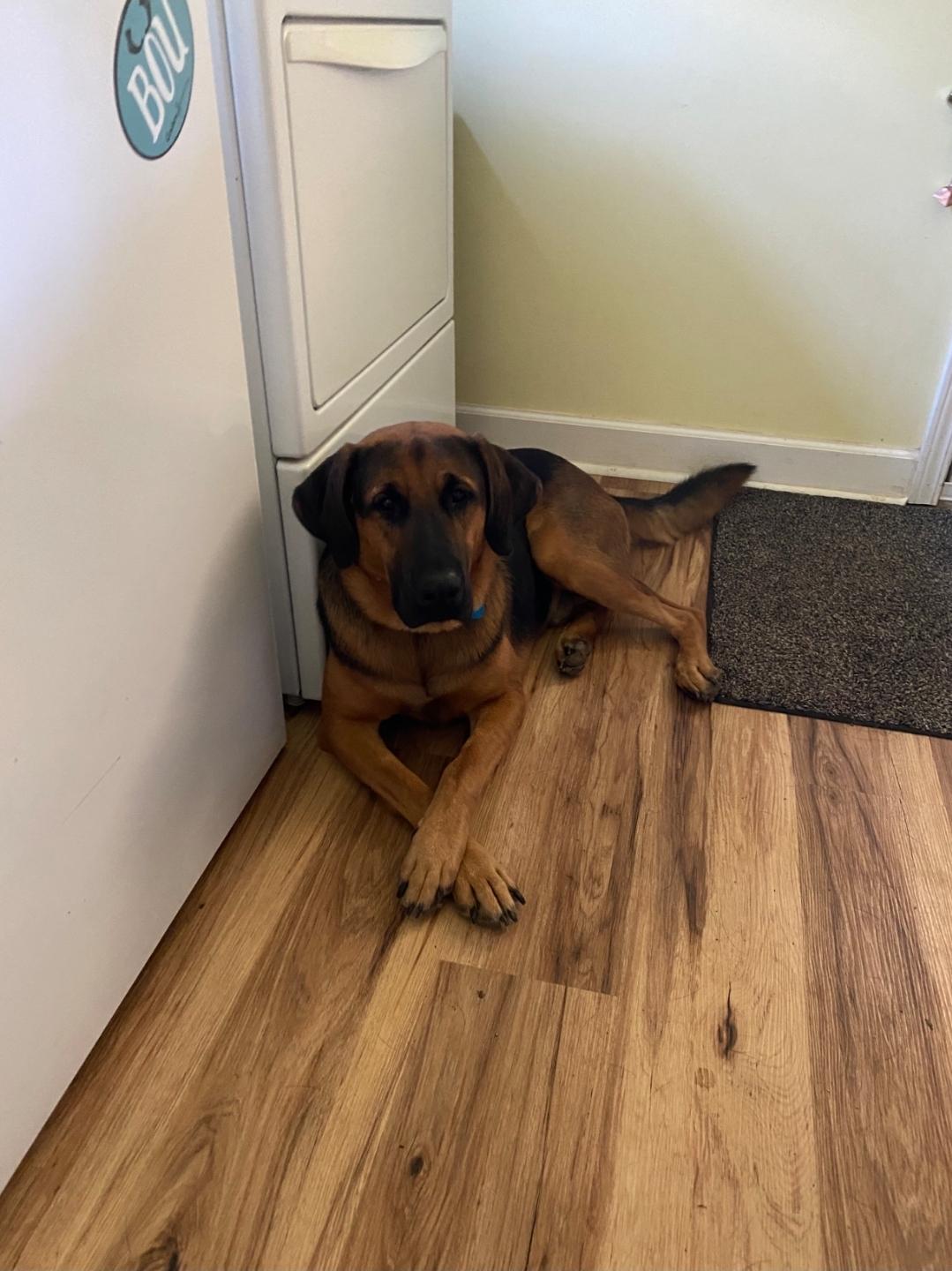 Clifford, an adopted mixed breed in McHenry, IL image 4/6