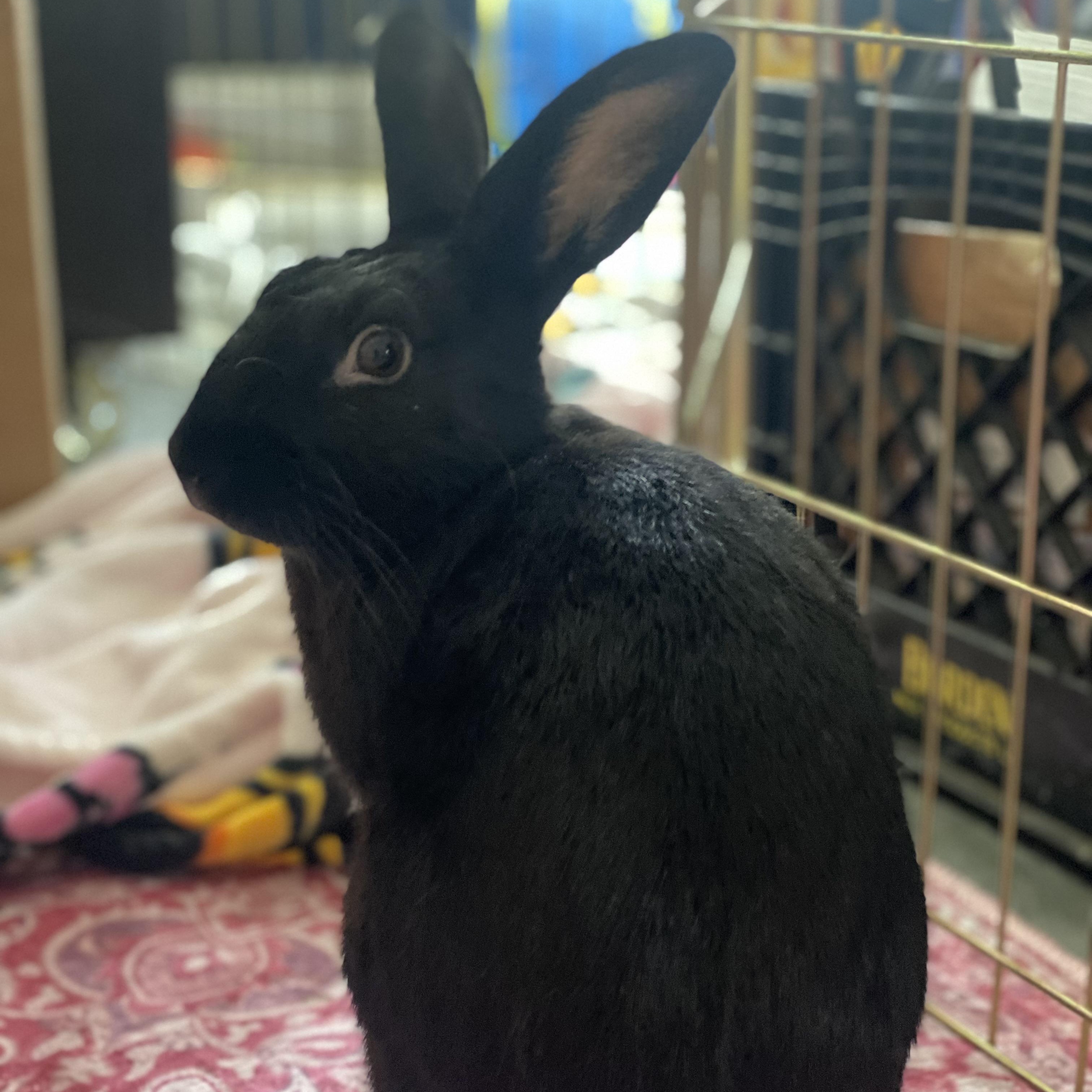 Ozzy, Adoptable, Adult Male American.