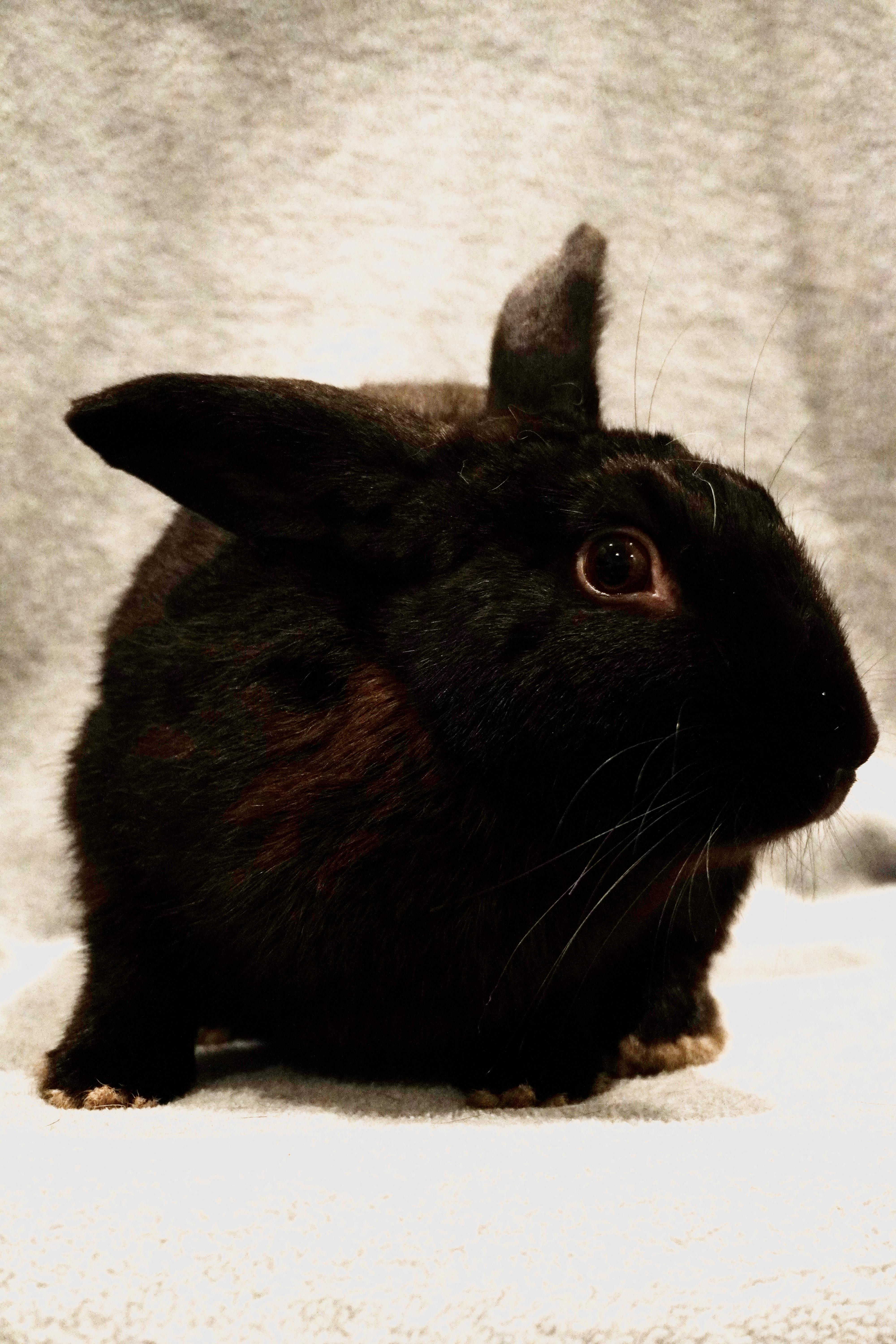 Enlarge Ozzy, a Adoptable mixed breed in San Antonio, TX image 2/2