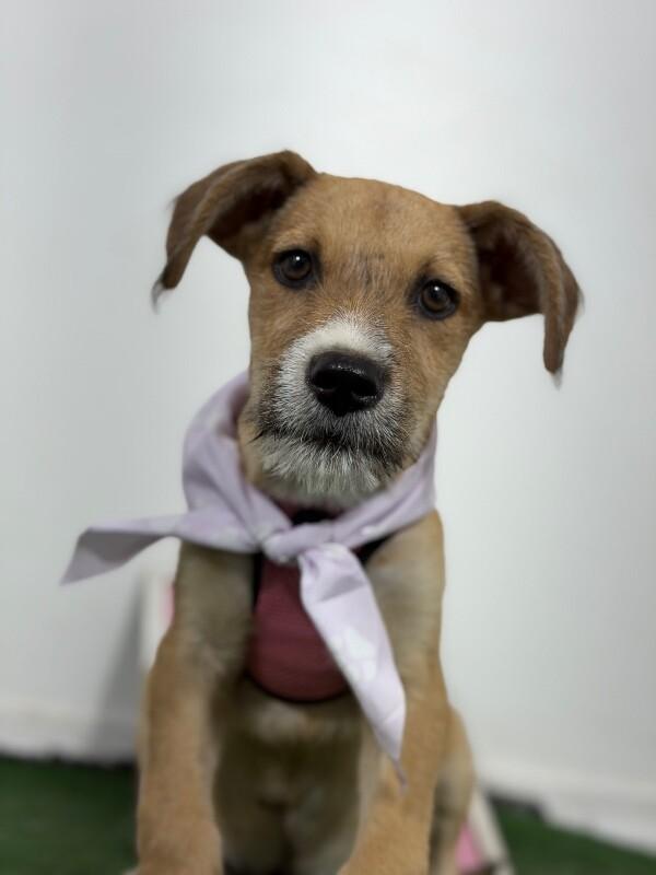 Montana-One of our Amazing Rescue Dogs, Adoptable, Puppy Male Parson Russell Terrier & Border Terrier.