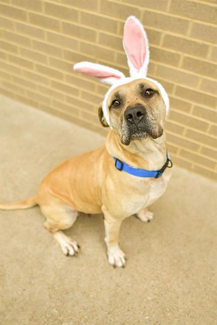 Enlarge GISELLE, a Adoptable Mixed Breed in Dallas, TX image 1/1