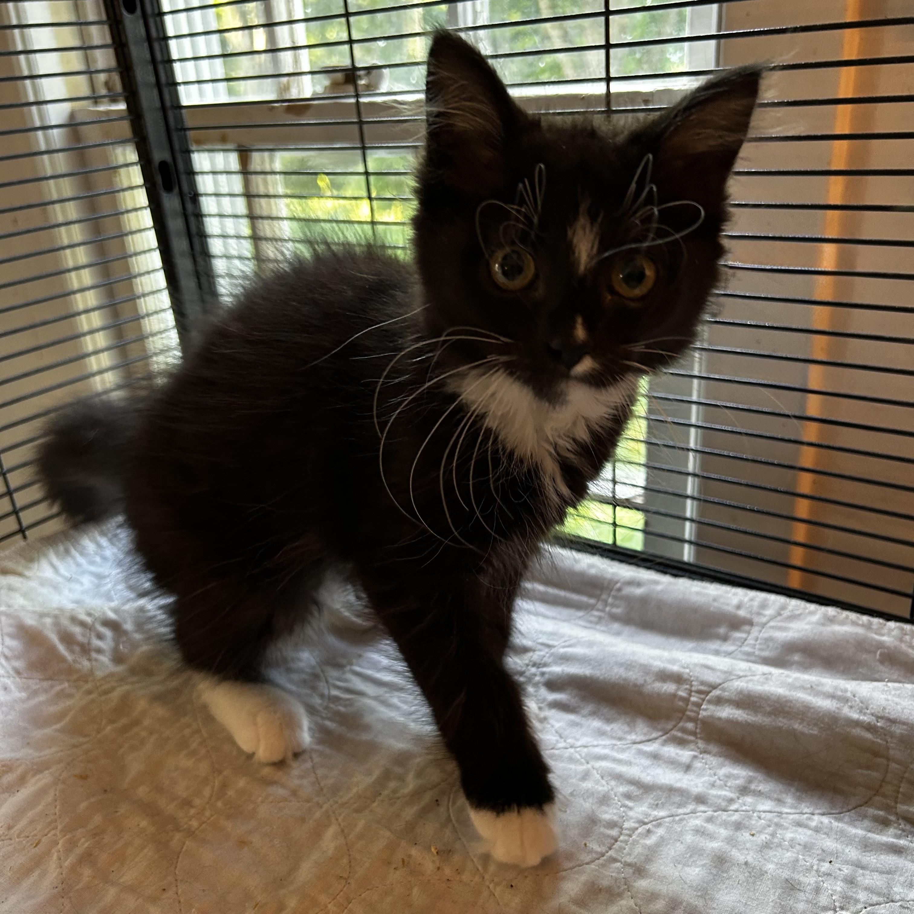 Enlarge Neko, an adopted Domestic Long Hair in Norwalk, CT image 1/5