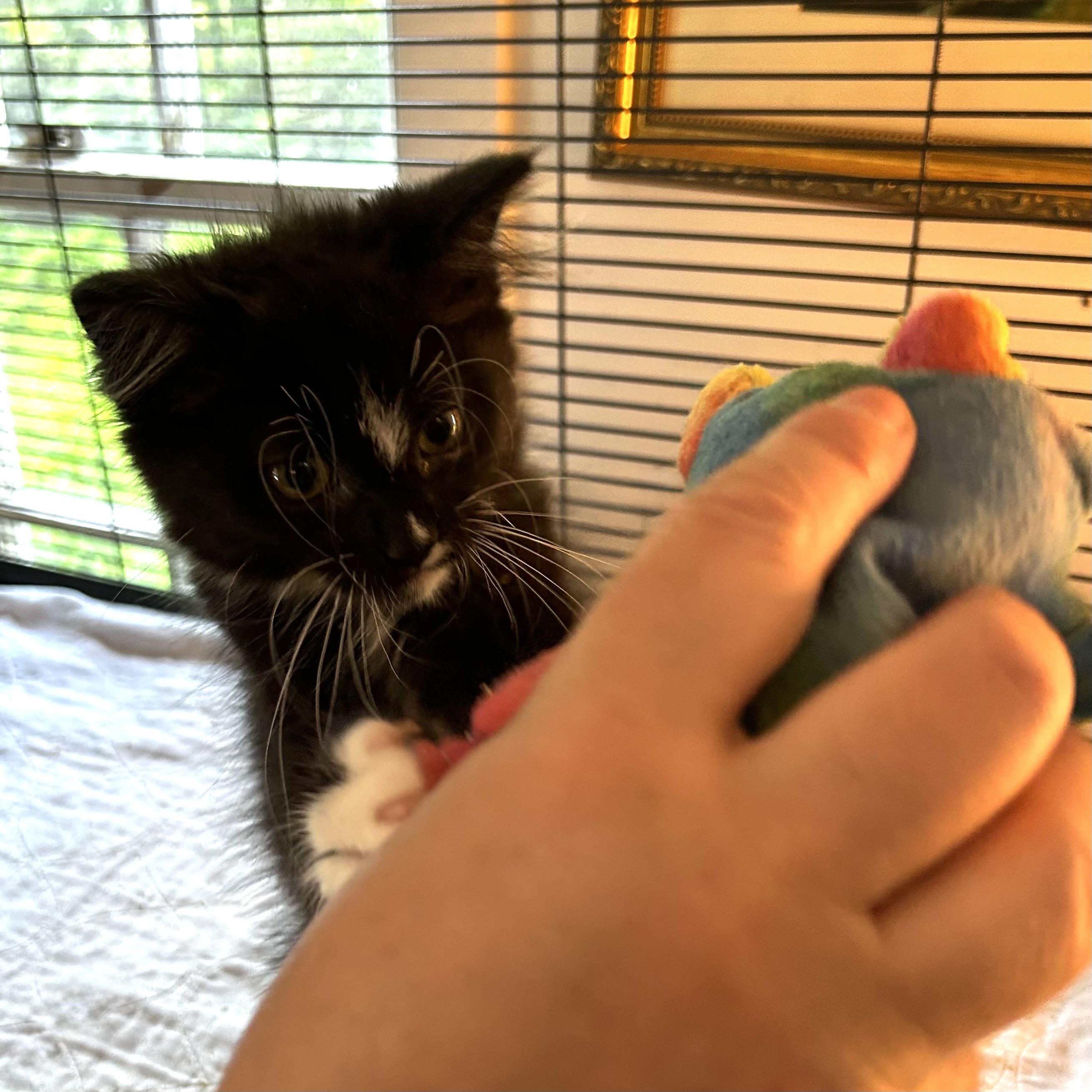 Enlarge Neko, an adopted Domestic Long Hair in Norwalk, CT image 5/5