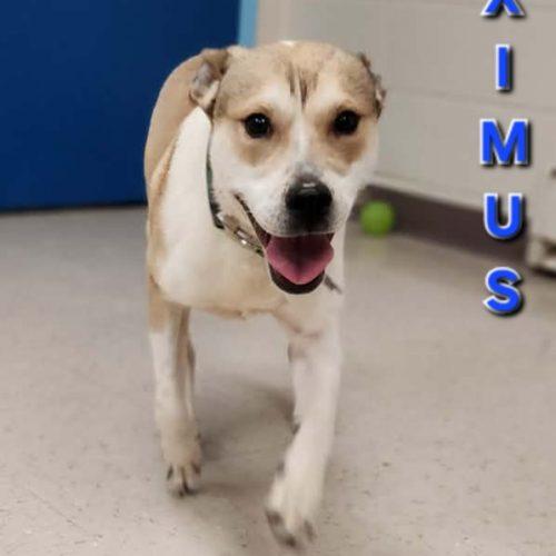 Maximus, Adoptable, Young Male Pit Bull Terrier & Mixed Breed.