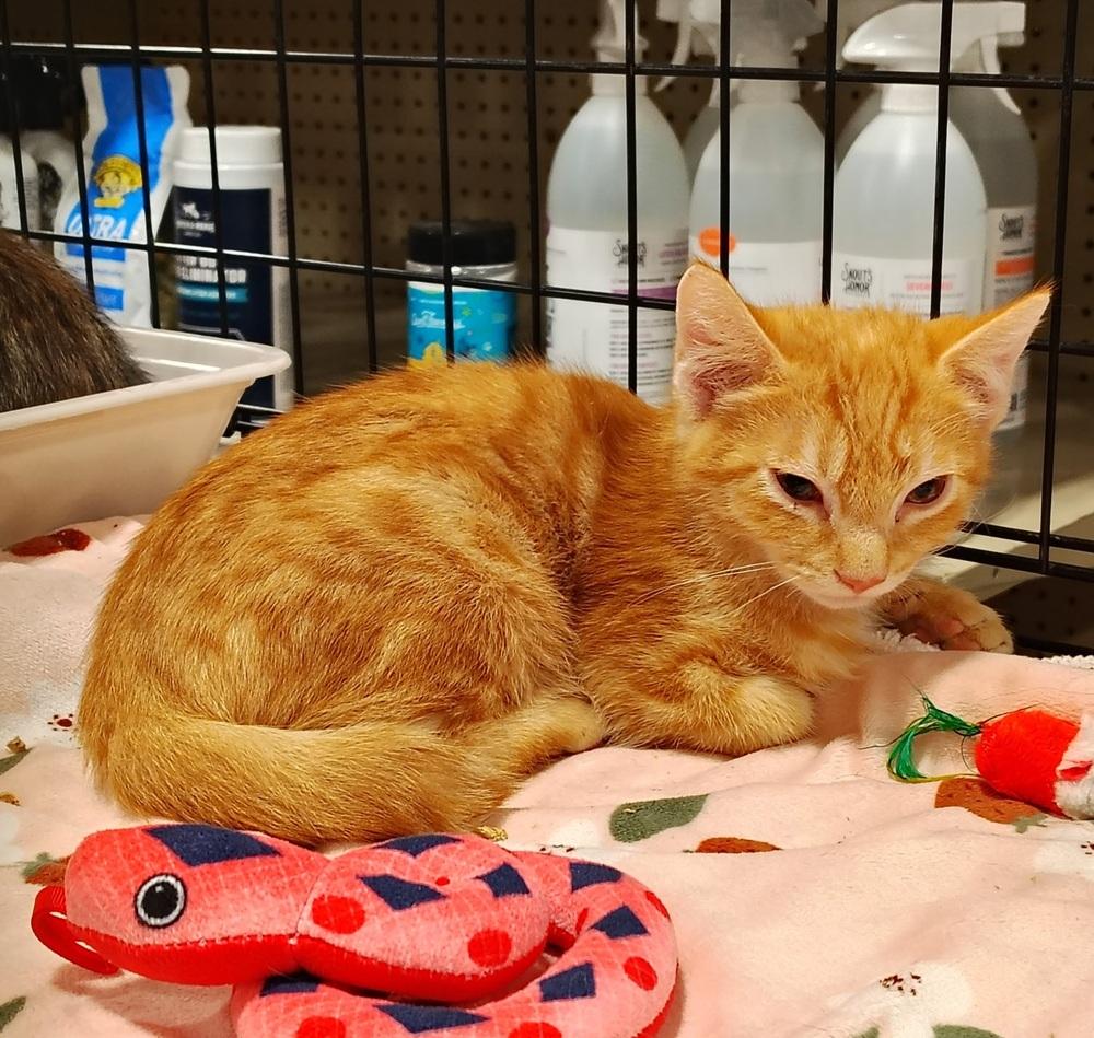 Opie, Adoptable, Kitten Male Domestic Short Hair.