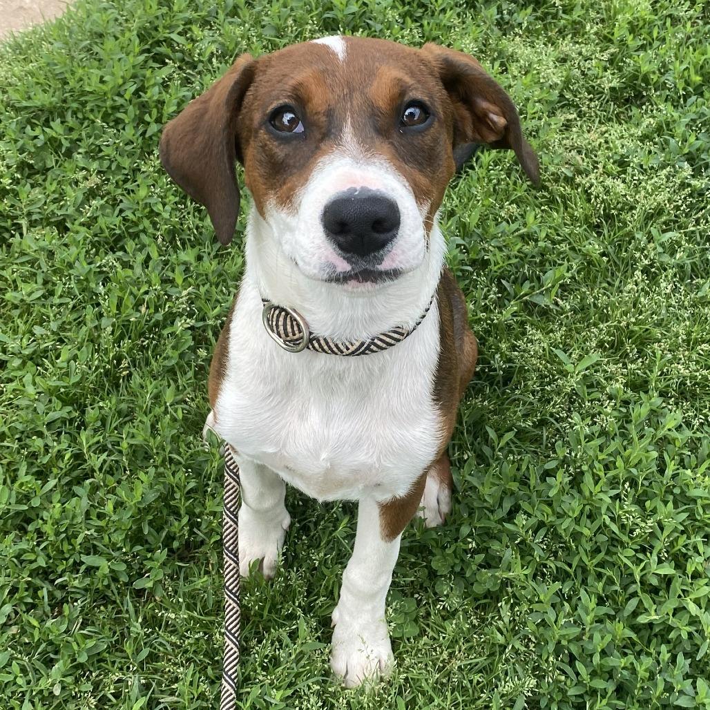 Jasmine, Adoptable, Puppy Female Doberman Pinscher & Pit Bull Terrier.