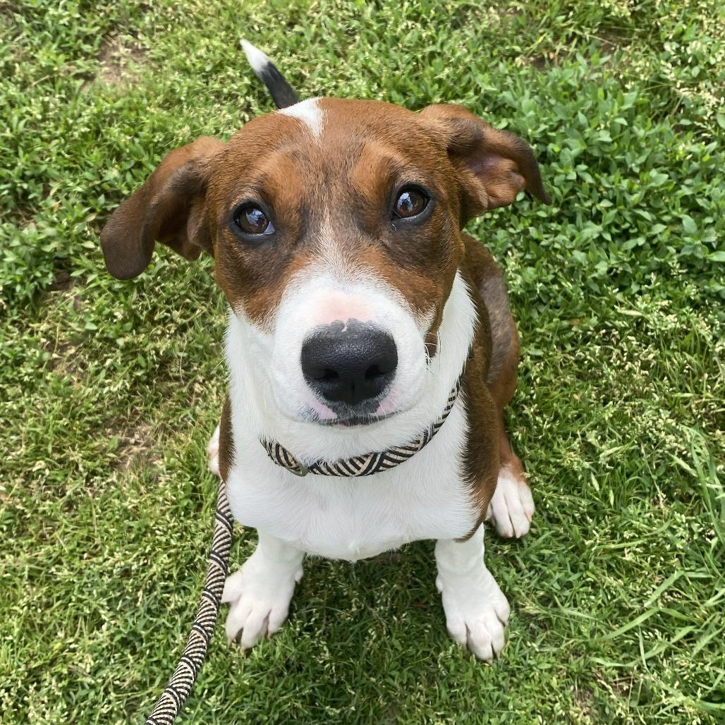 Jasmine, a Adoptable mixed breed in Stillwater, OK image 2/2