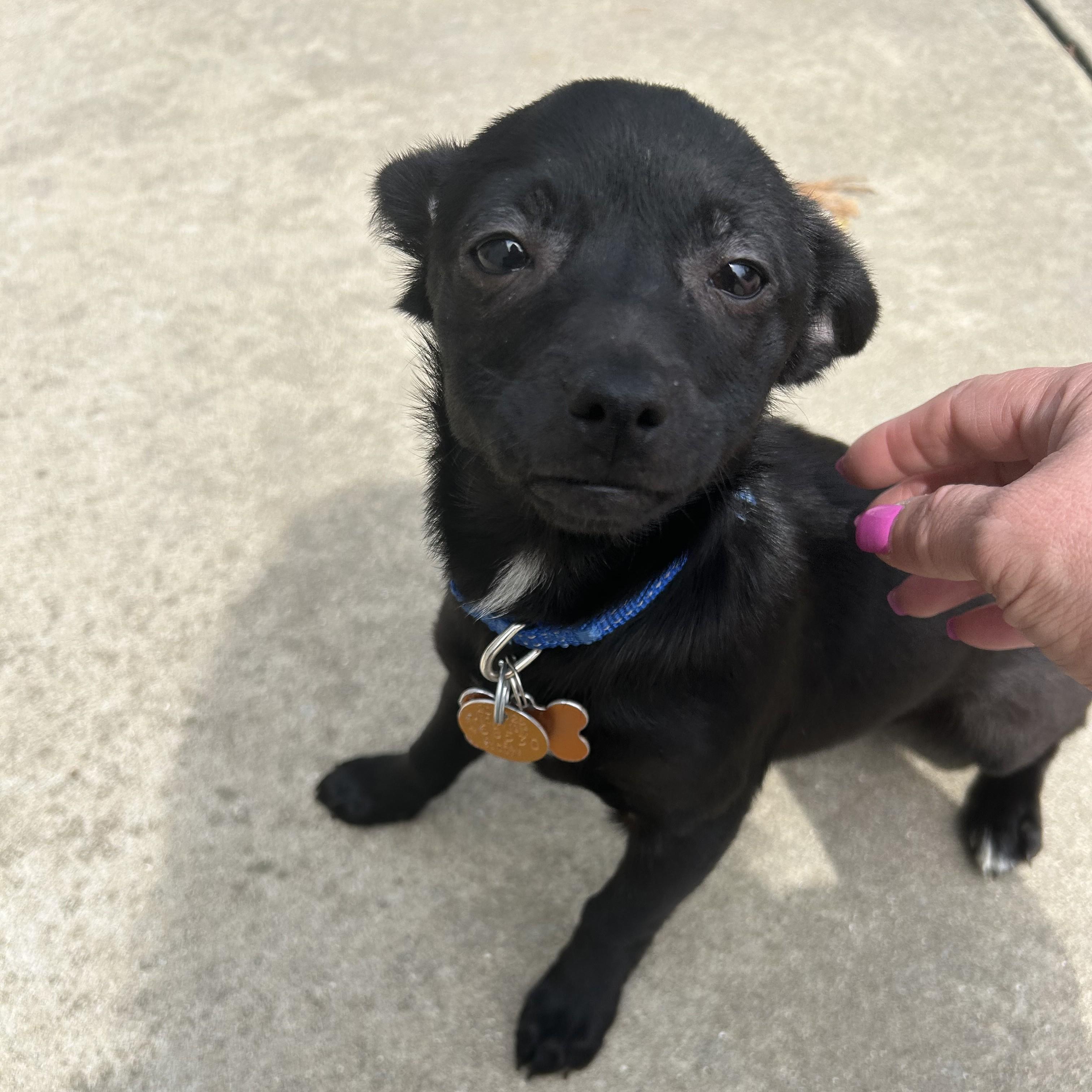 Enlarge Tulip, an adopted Chihuahua in Normal, IL image 2/3