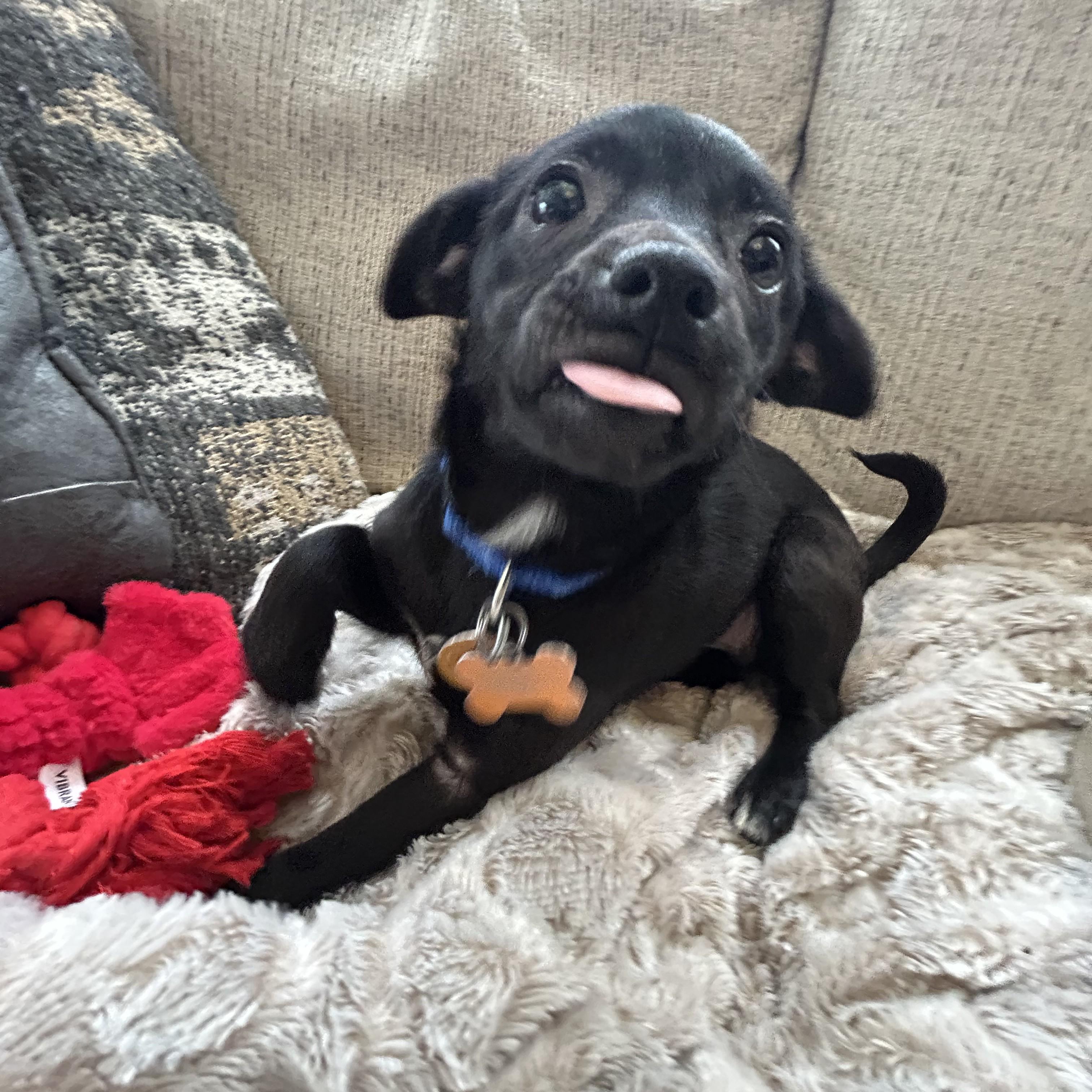 Enlarge Tulip, an adopted Chihuahua in Normal, IL image 3/3