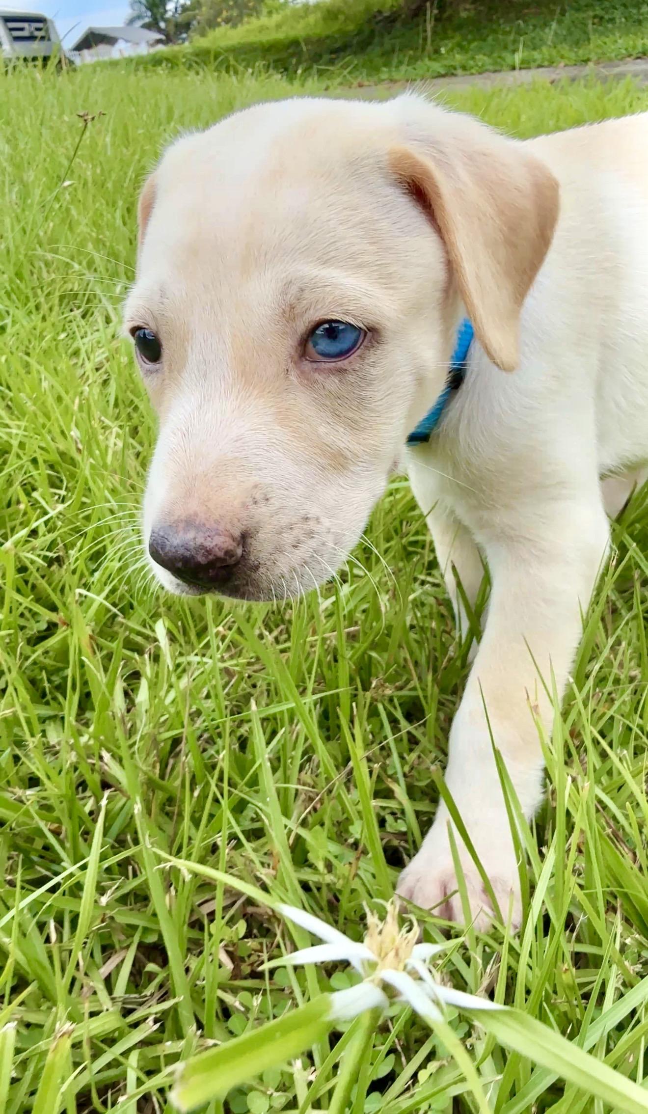 Enlarge Bluey - 1 Blue Eye, Low Rider, Boy Puppy * LOW FEE *, a Adoptable mixed breed in Brooklyn , NY image 5/6
