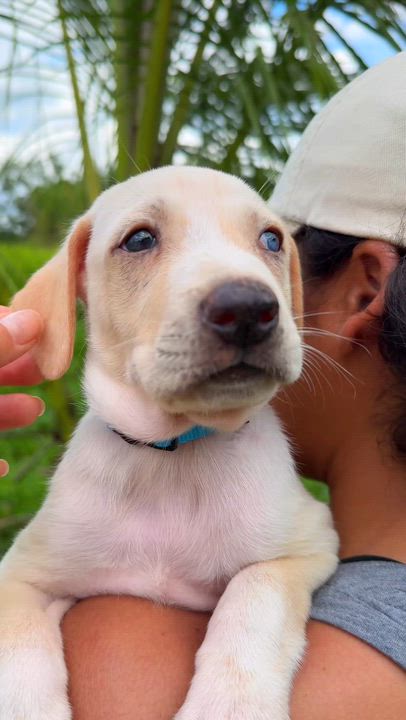 Enlarge Bluey - 1 Blue Eye, Low Rider, Boy Puppy * LOW FEE *, a Adoptable mixed breed in Brooklyn , NY video 2/6