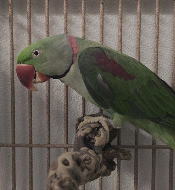 Enlarge Cecil, a Adoptable Ringneck / Psittacula in Elizabeth, CO image 1/2