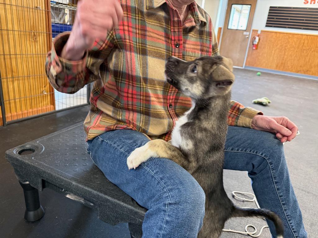 Archer, Adoptable, Puppy Male Husky.