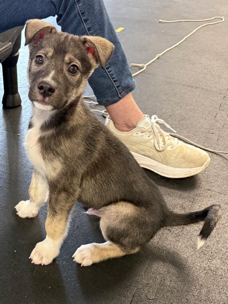 Enlarge Archer, a Adoptable mixed breed in Indianapolis, IN image 2/3