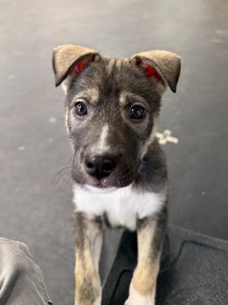 Enlarge Archer, a Adoptable mixed breed in Indianapolis, IN image 3/3