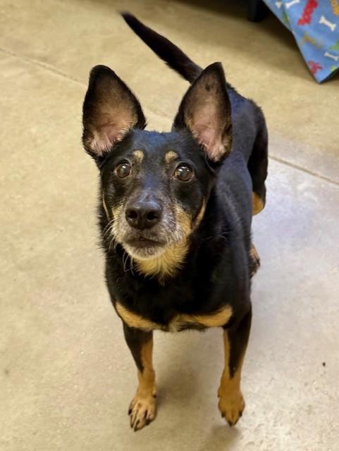 Enlarge Lulu, a ADOPTABLE mixed breed in Comfort, TX image 4/6