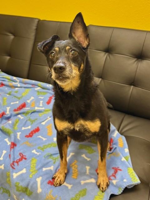 Enlarge Lulu, a ADOPTABLE mixed breed in Comfort, TX image 5/6