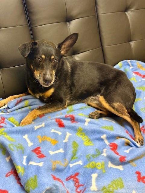 Enlarge Lulu, a ADOPTABLE mixed breed in Comfort, TX image 2/6