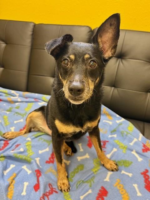 Enlarge Lulu, a ADOPTABLE mixed breed in Comfort, TX image 3/6