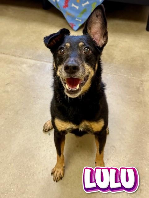 Enlarge Lulu, a ADOPTABLE mixed breed in Comfort, TX image 1/6