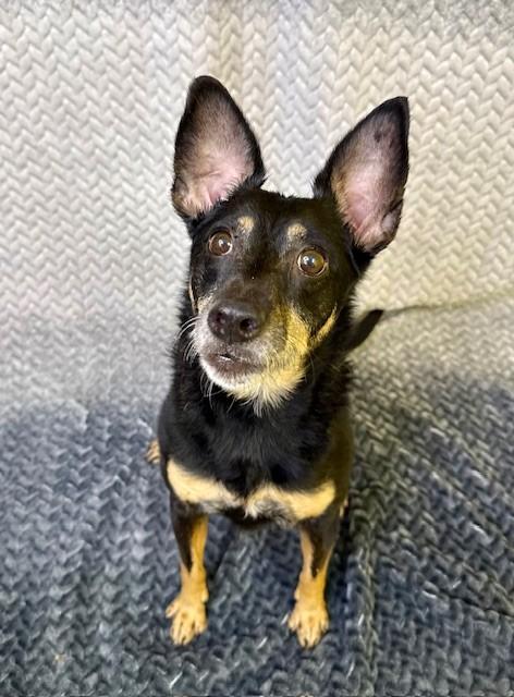 Enlarge Lulu, a ADOPTABLE mixed breed in Comfort, TX image 6/6