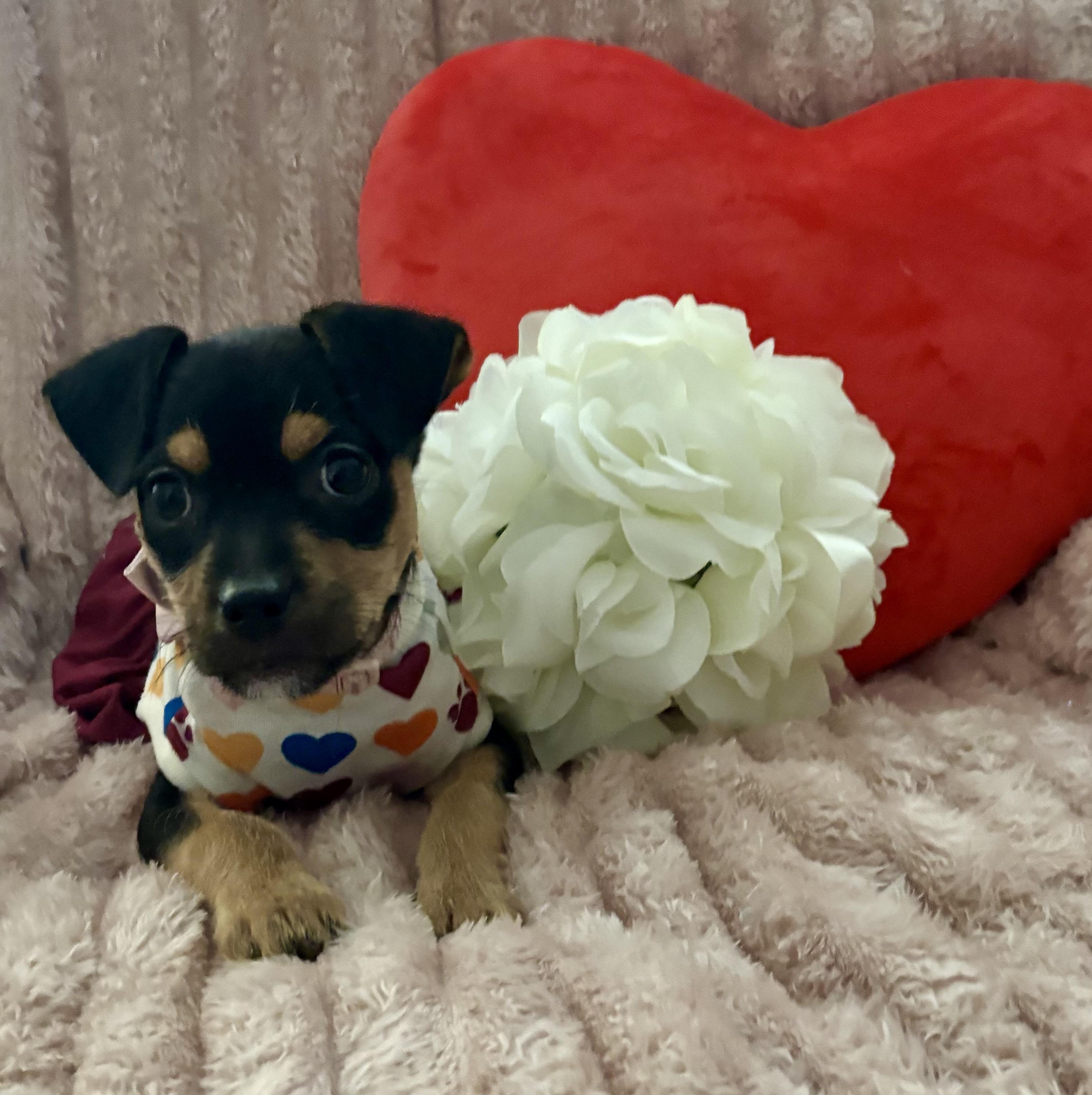 Enlarge Maggie Mae, a ADOPTABLE mixed breed in Foster, OR image 2/6