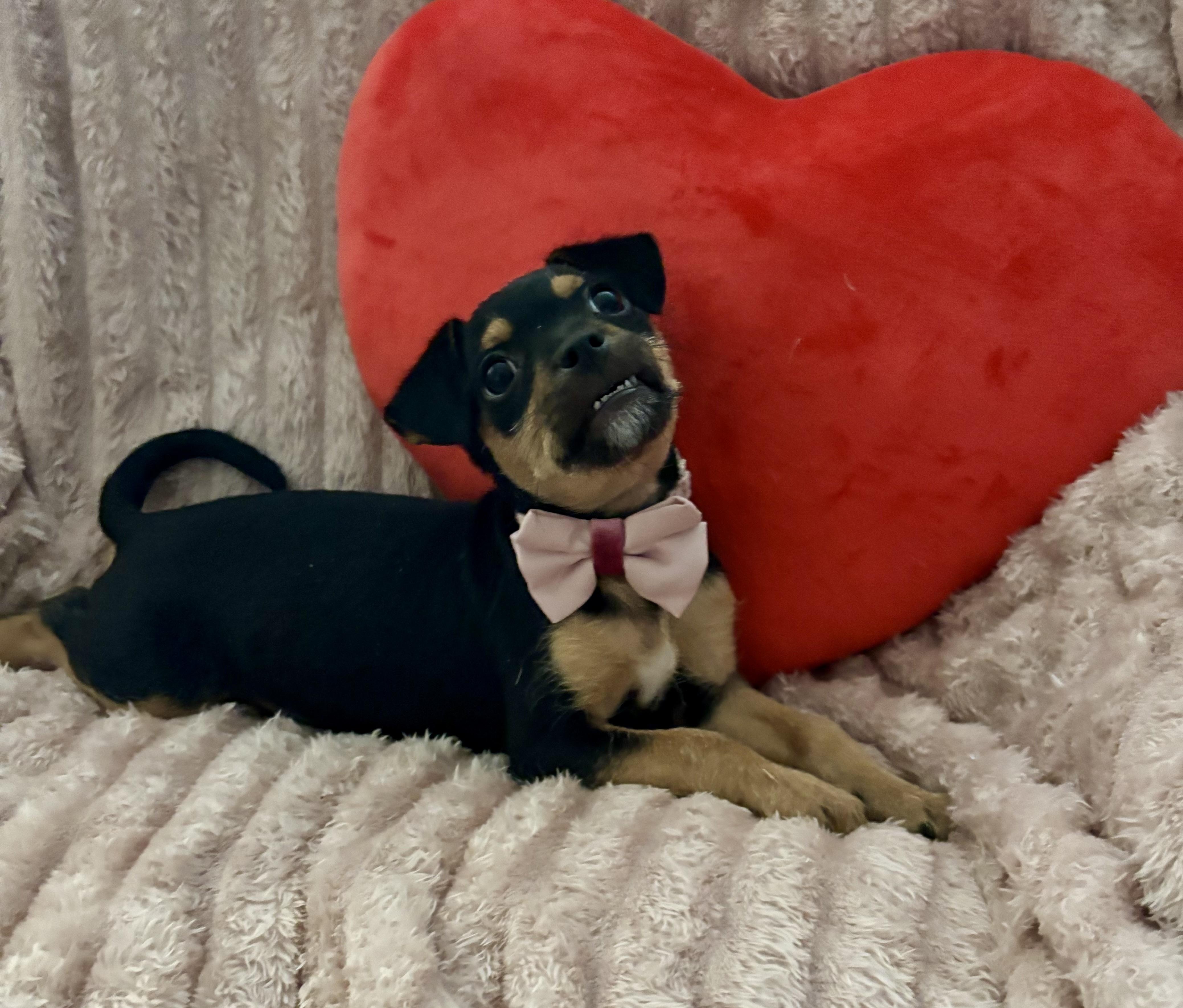 Enlarge Maggie Mae, a ADOPTABLE mixed breed in Foster, OR image 5/6