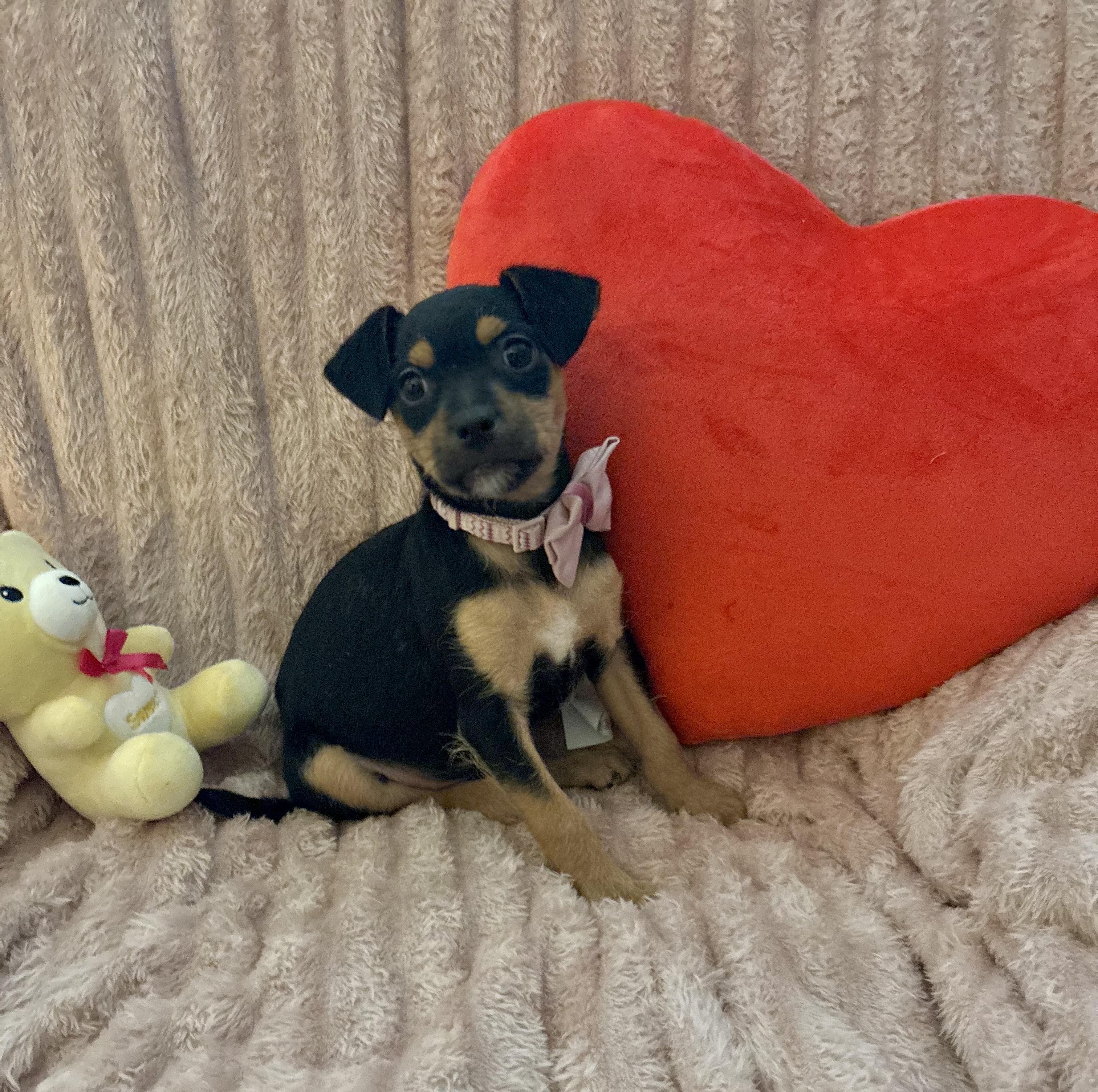 Enlarge Maggie Mae, a ADOPTABLE mixed breed in Foster, OR image 3/6