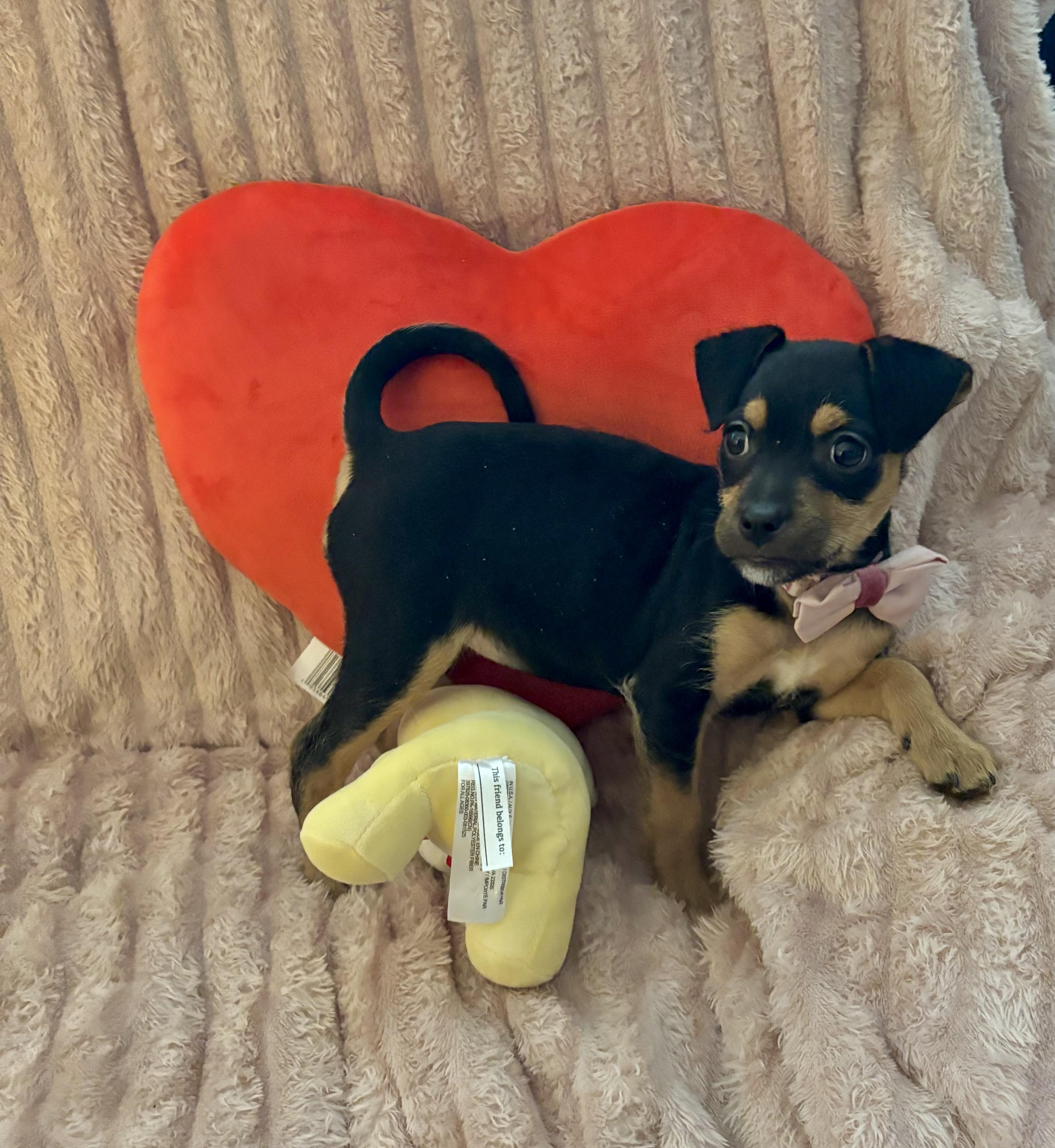 Enlarge Maggie Mae, a ADOPTABLE mixed breed in Foster, OR image 4/6