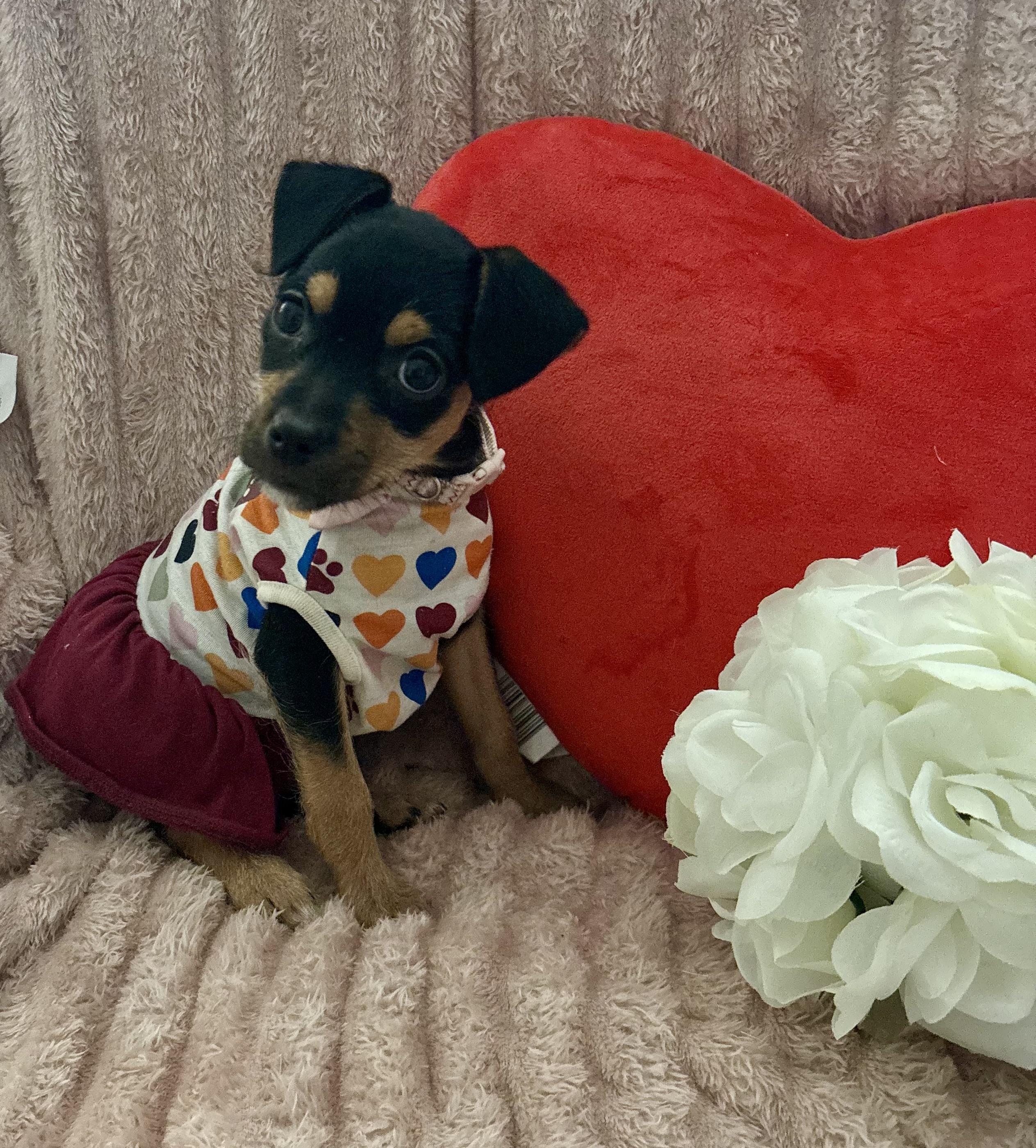 Maggie Mae, ADOPTABLE, Puppy Female Chihuahua & Pug.