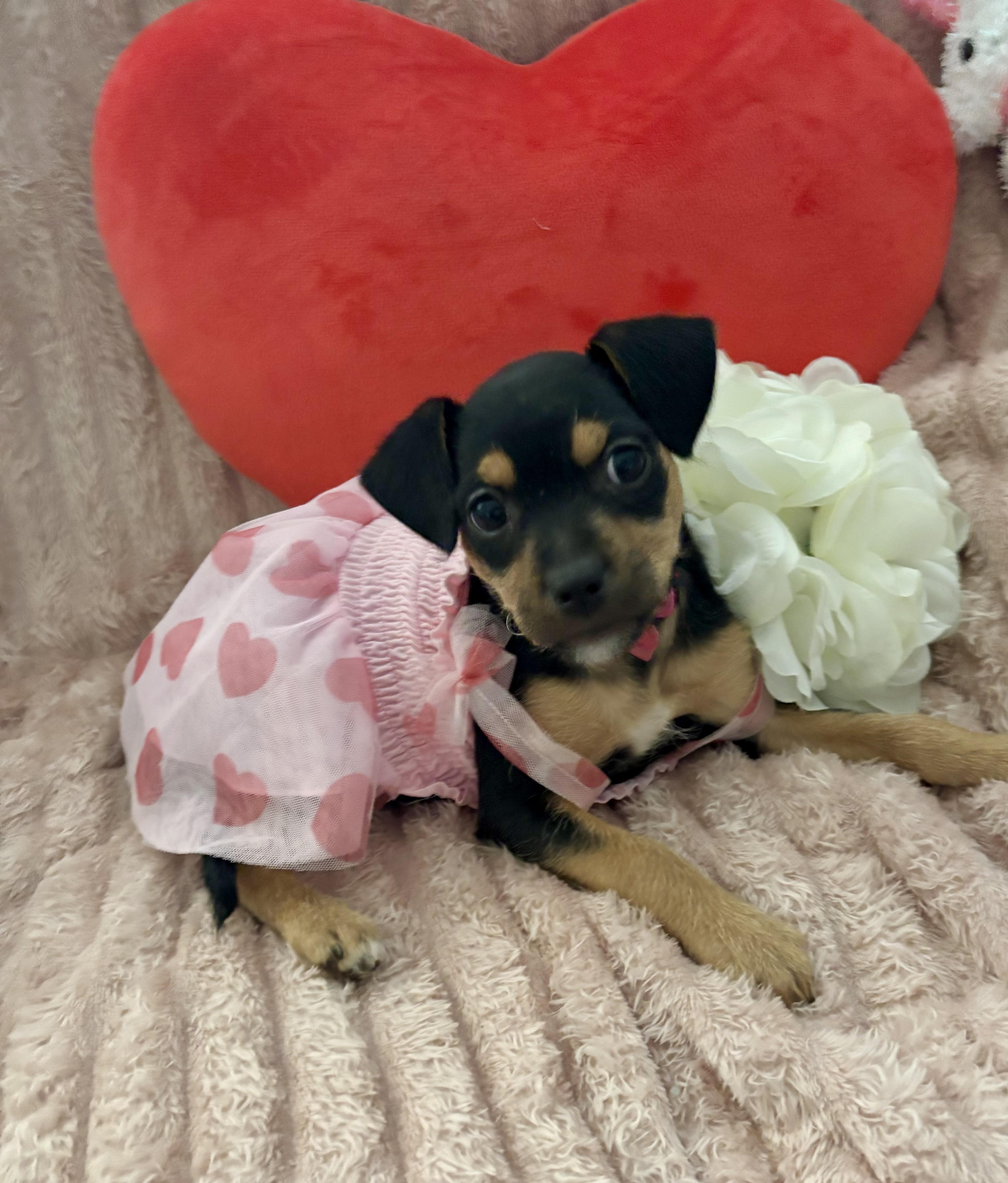 Enlarge Maggie Mae, a ADOPTABLE mixed breed in Foster, OR image 6/6