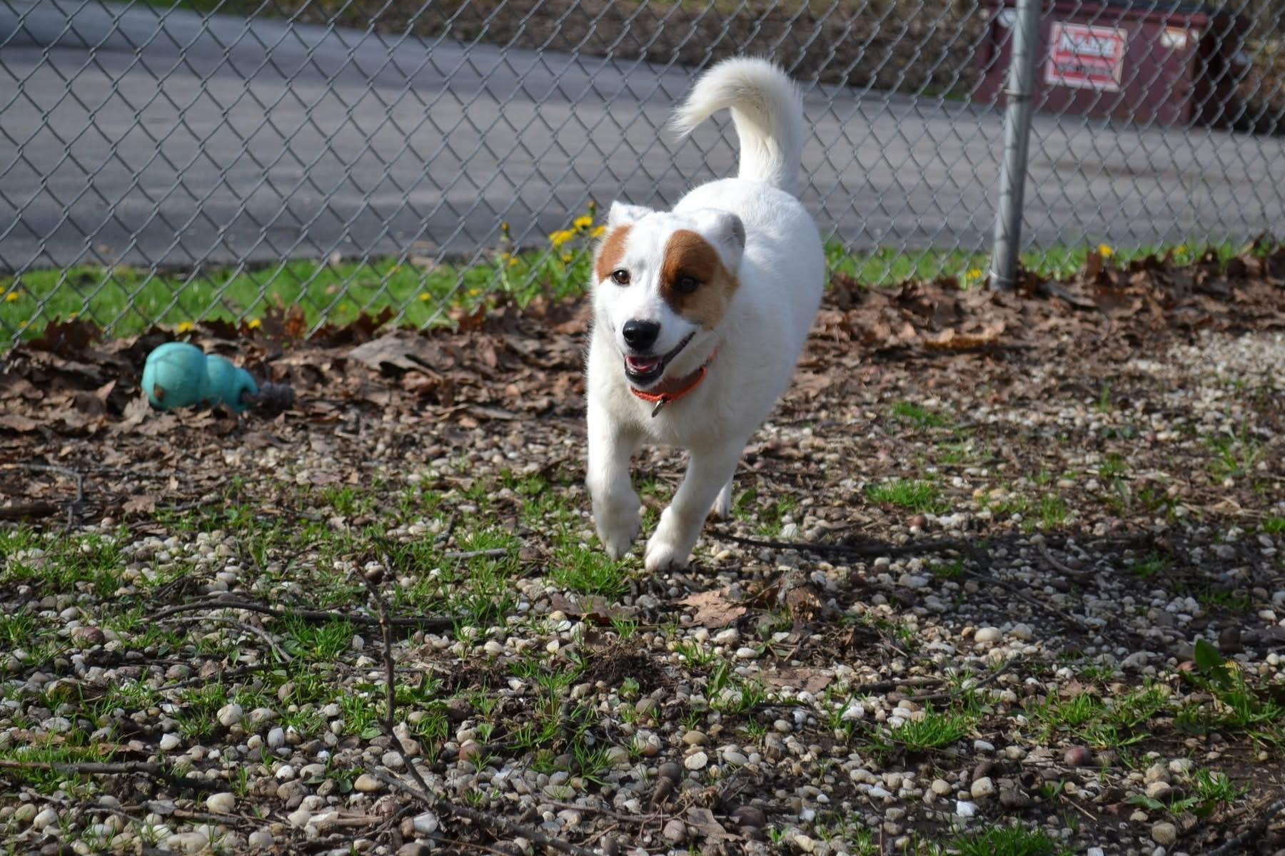 Enlarge Hustle, an adopted mixed breed in Chardon, OH image 6/6