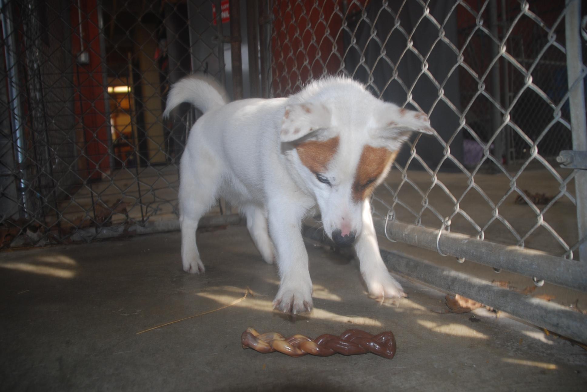 Enlarge Hustle, an adopted mixed breed in Chardon, OH image 3/6