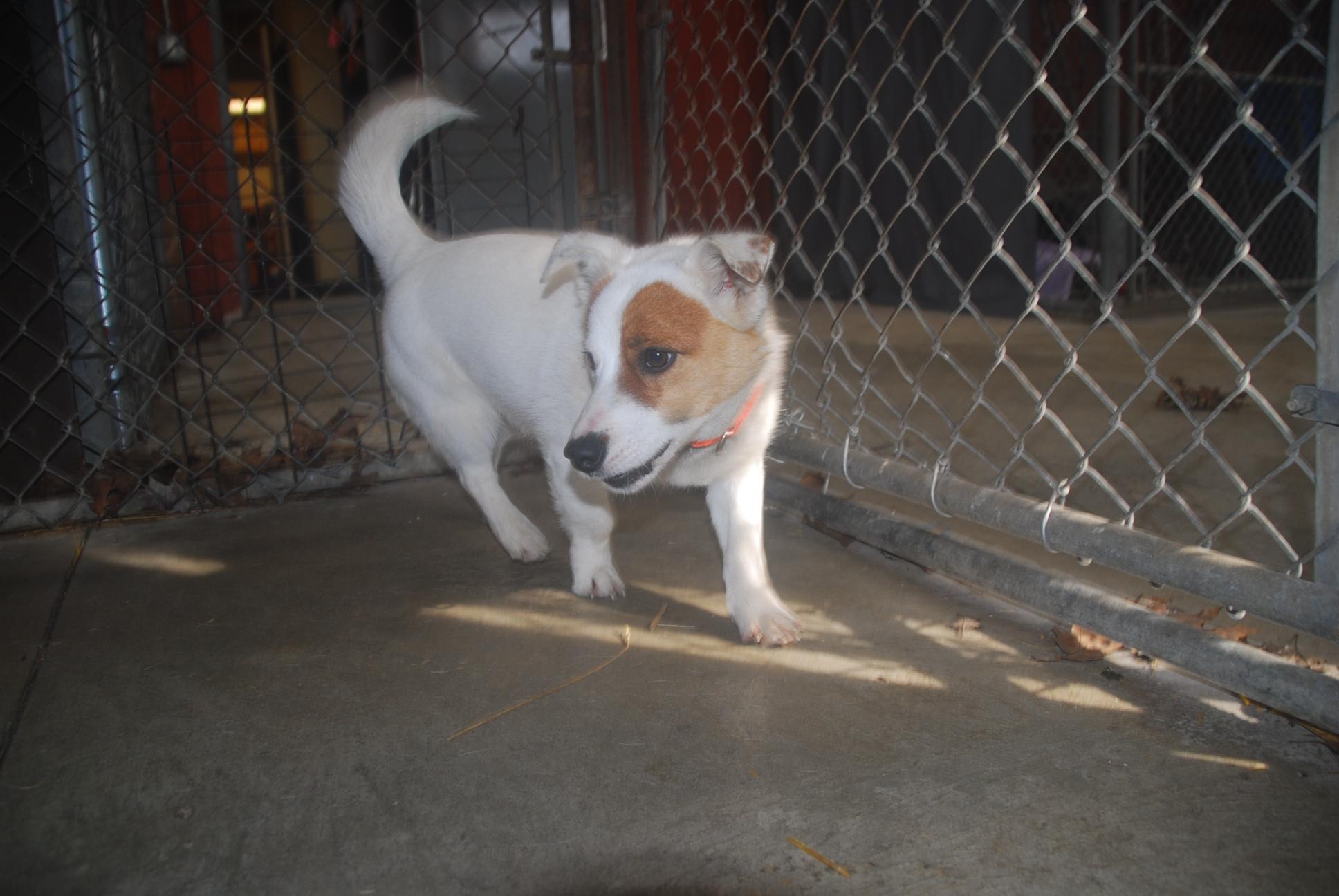 Enlarge Hustle, an adopted mixed breed in Chardon, OH image 4/6