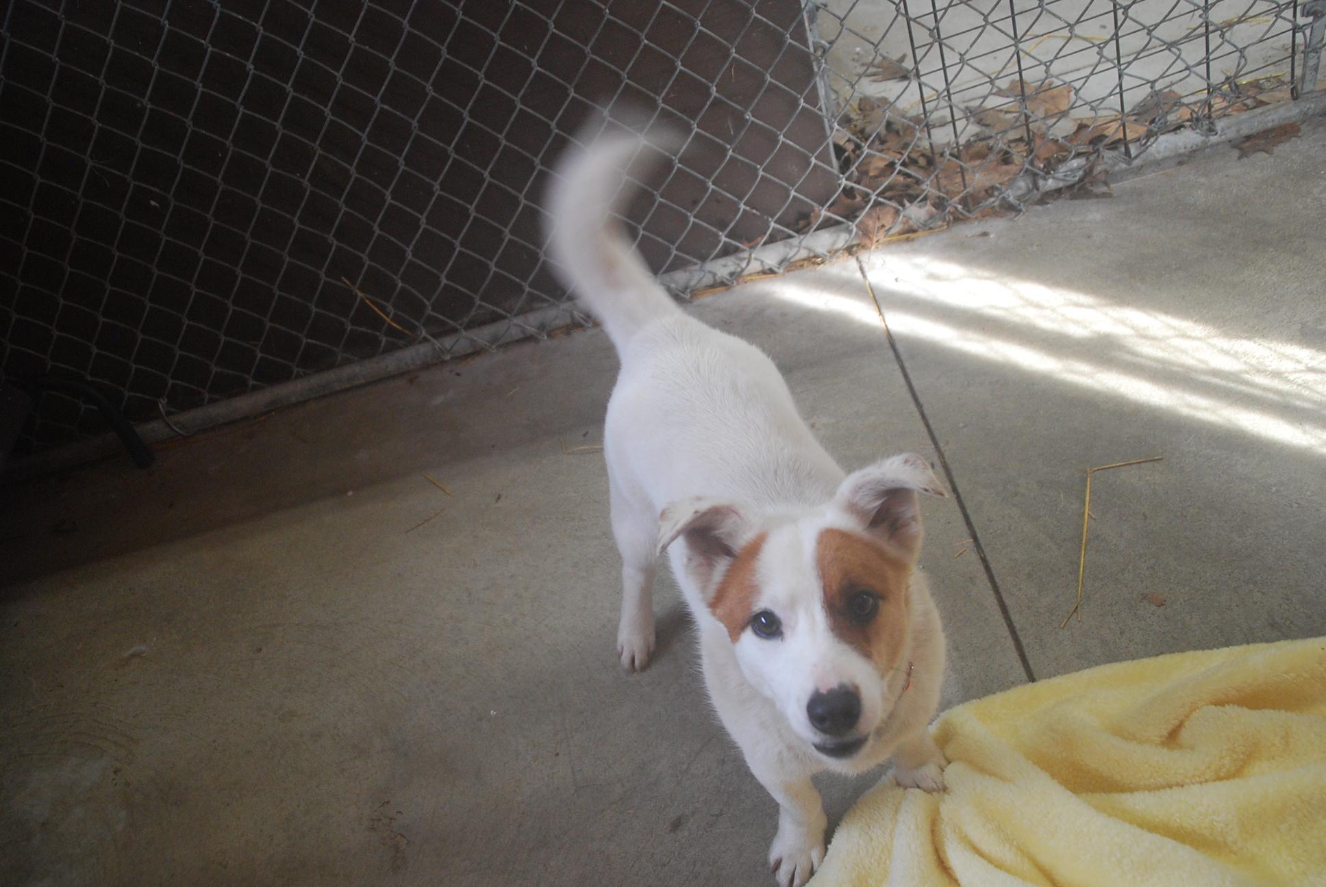 Enlarge Hustle, an adopted mixed breed in Chardon, OH image 2/6