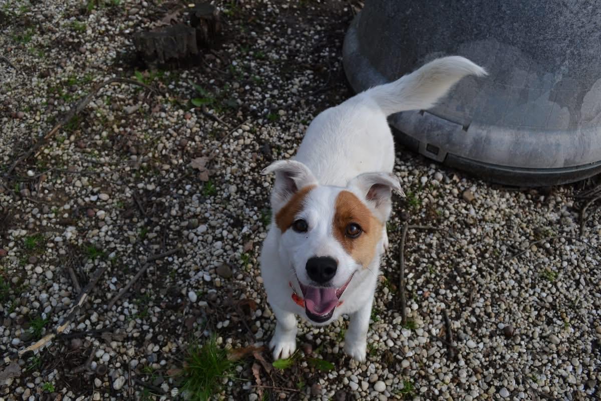 Hustle, adopted, Young Male Jack Russell Terrier & Corgi.