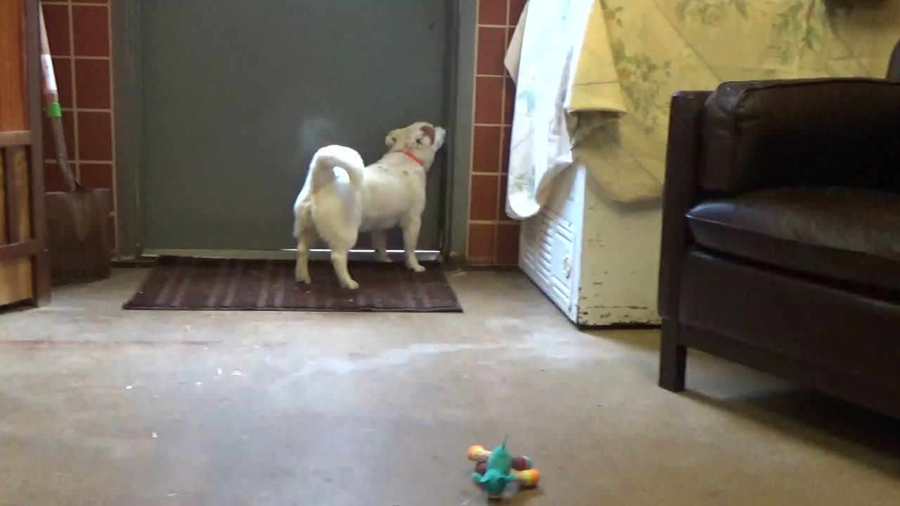 Enlarge Hustle, an adopted mixed breed in Chardon, OH video 5/6