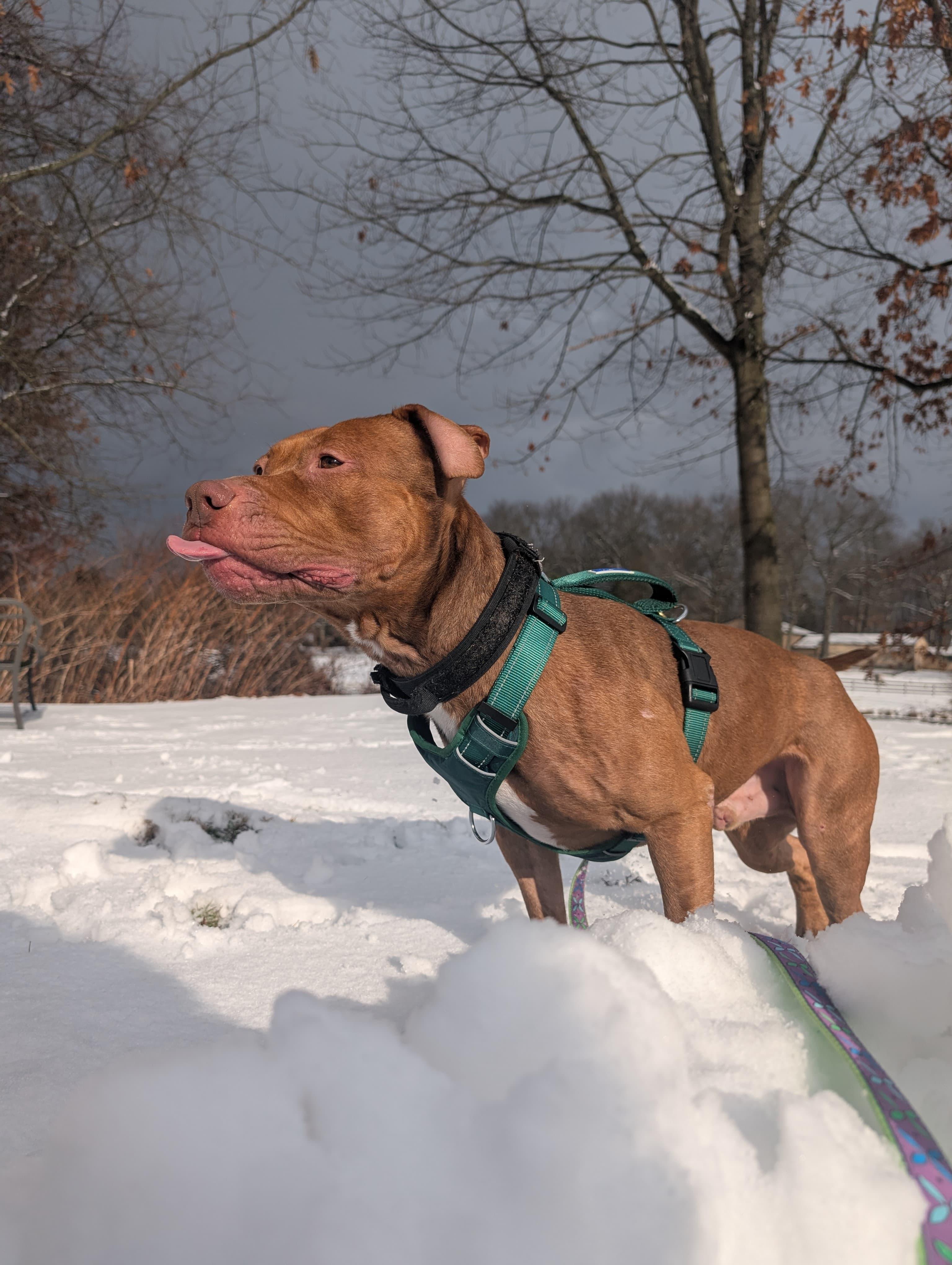 Bam Bam, ADOPTABLE, Young Male Pit Bull Terrier.
