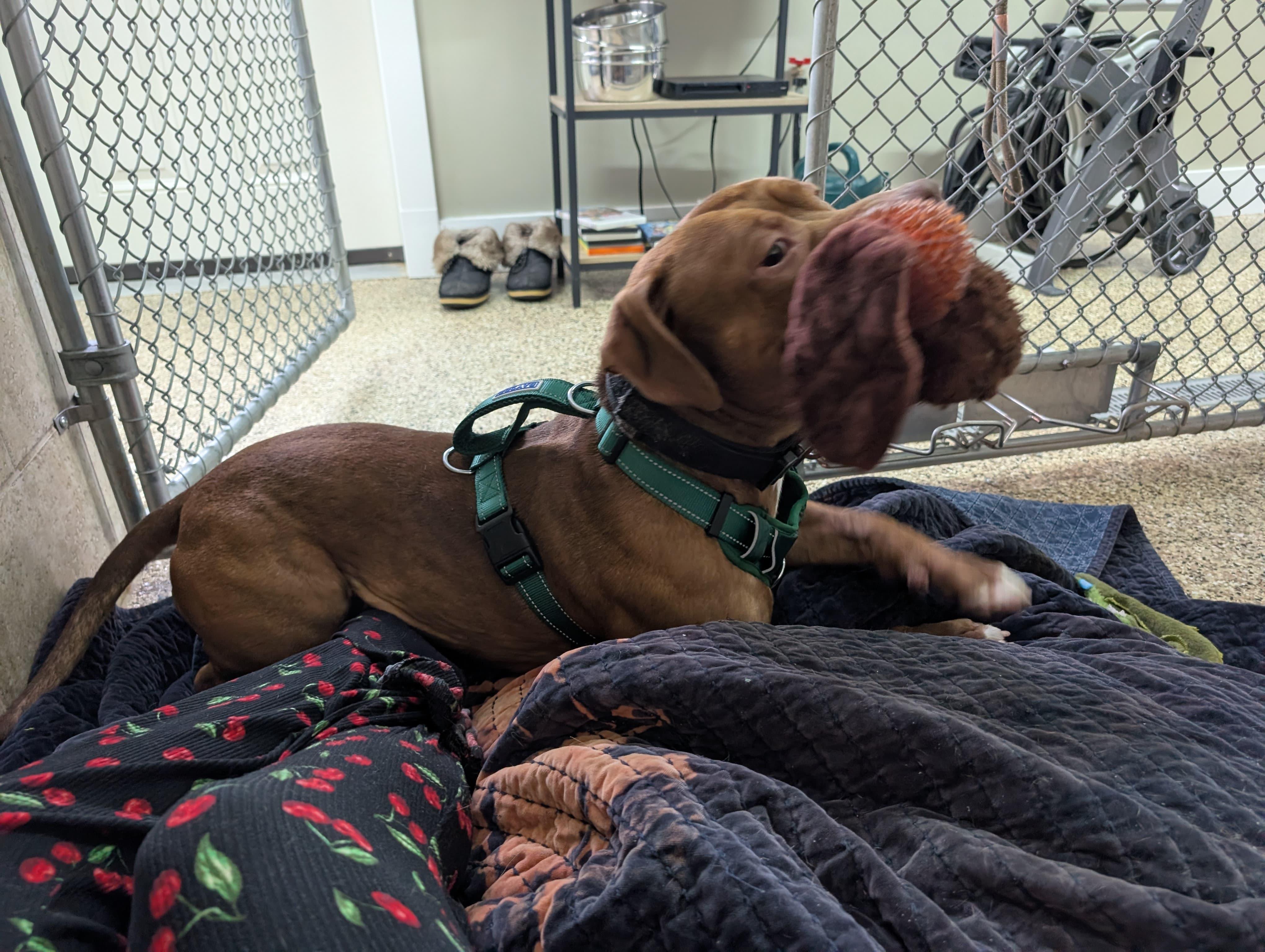 Enlarge Bam Bam, a ADOPTABLE mixed breed in Renfrew, PA image 2/5