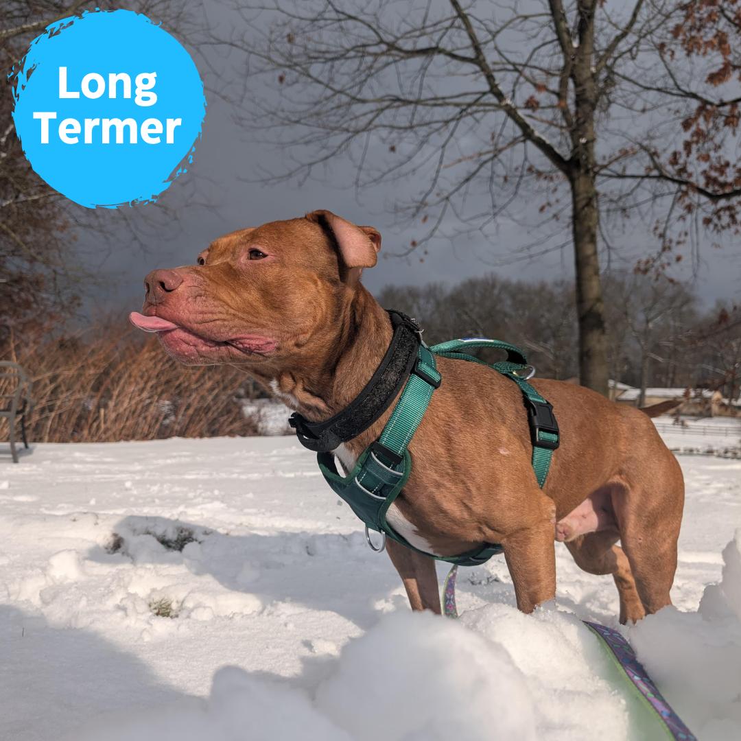 Bam Bam, ADOPTABLE, Young Male Pit Bull Terrier.