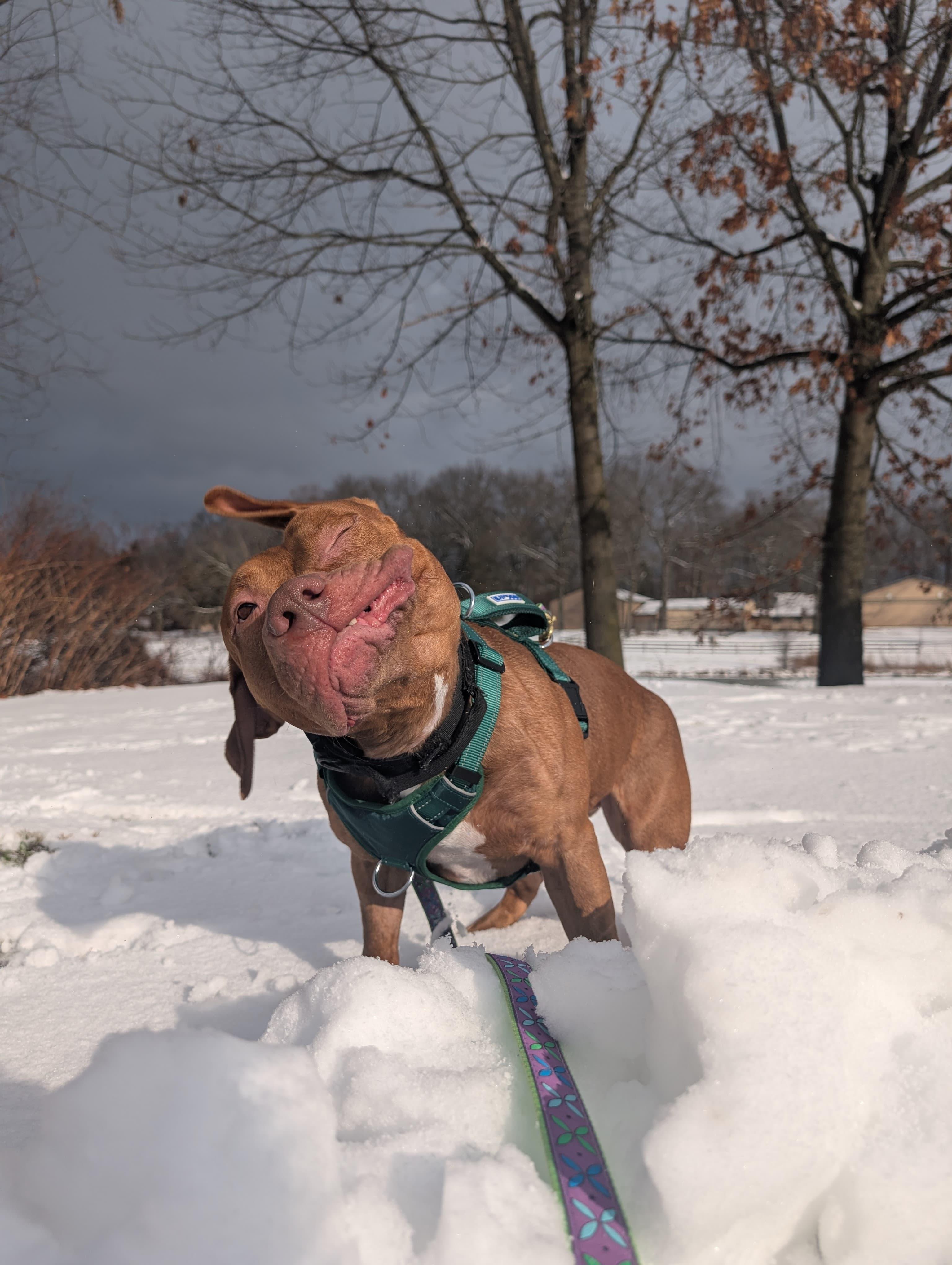 Enlarge Bam Bam, a ADOPTABLE mixed breed in Renfrew, PA image 4/5