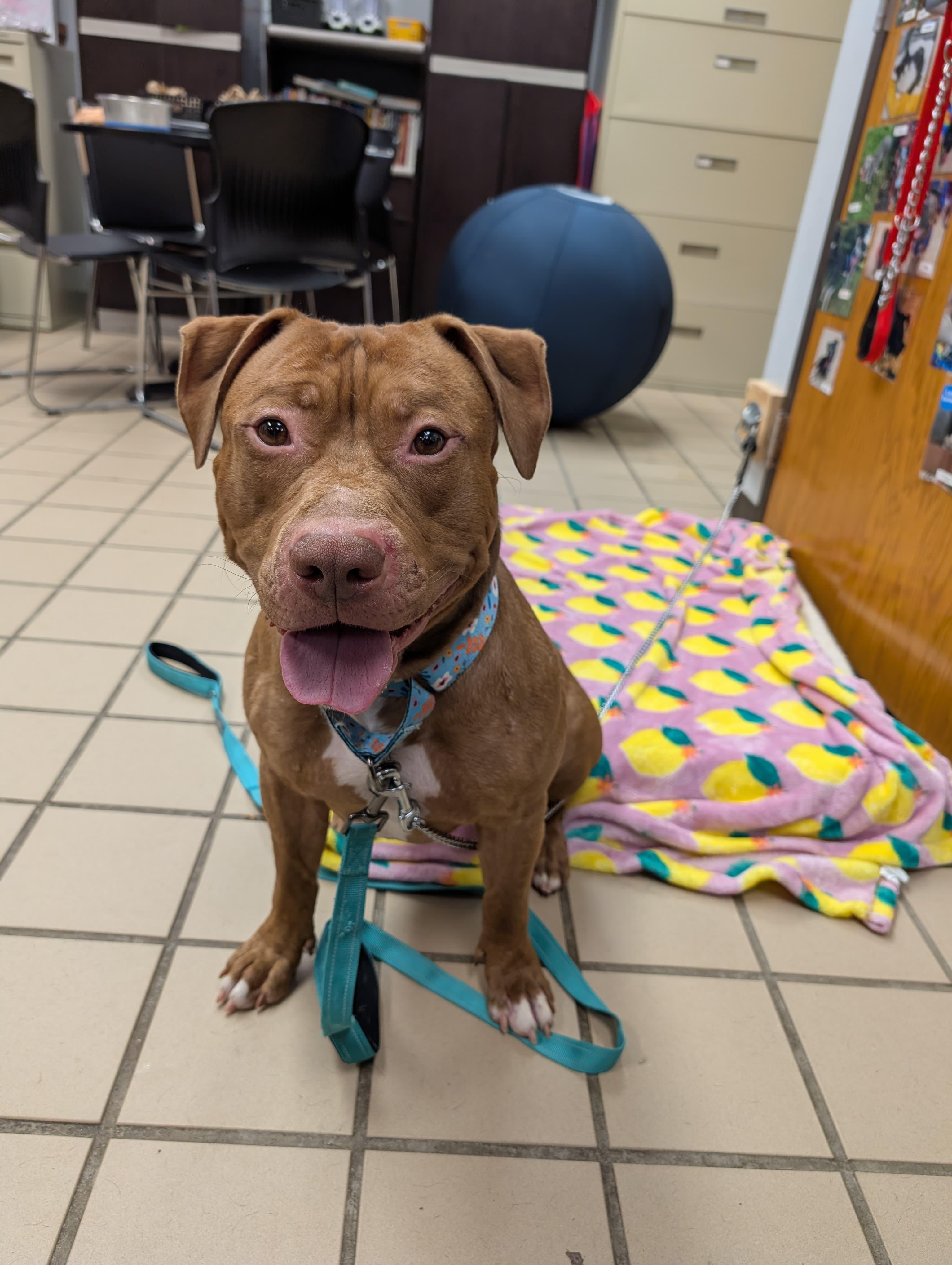 Enlarge Bam Bam, a ADOPTABLE mixed breed in Renfrew, PA image 3/5