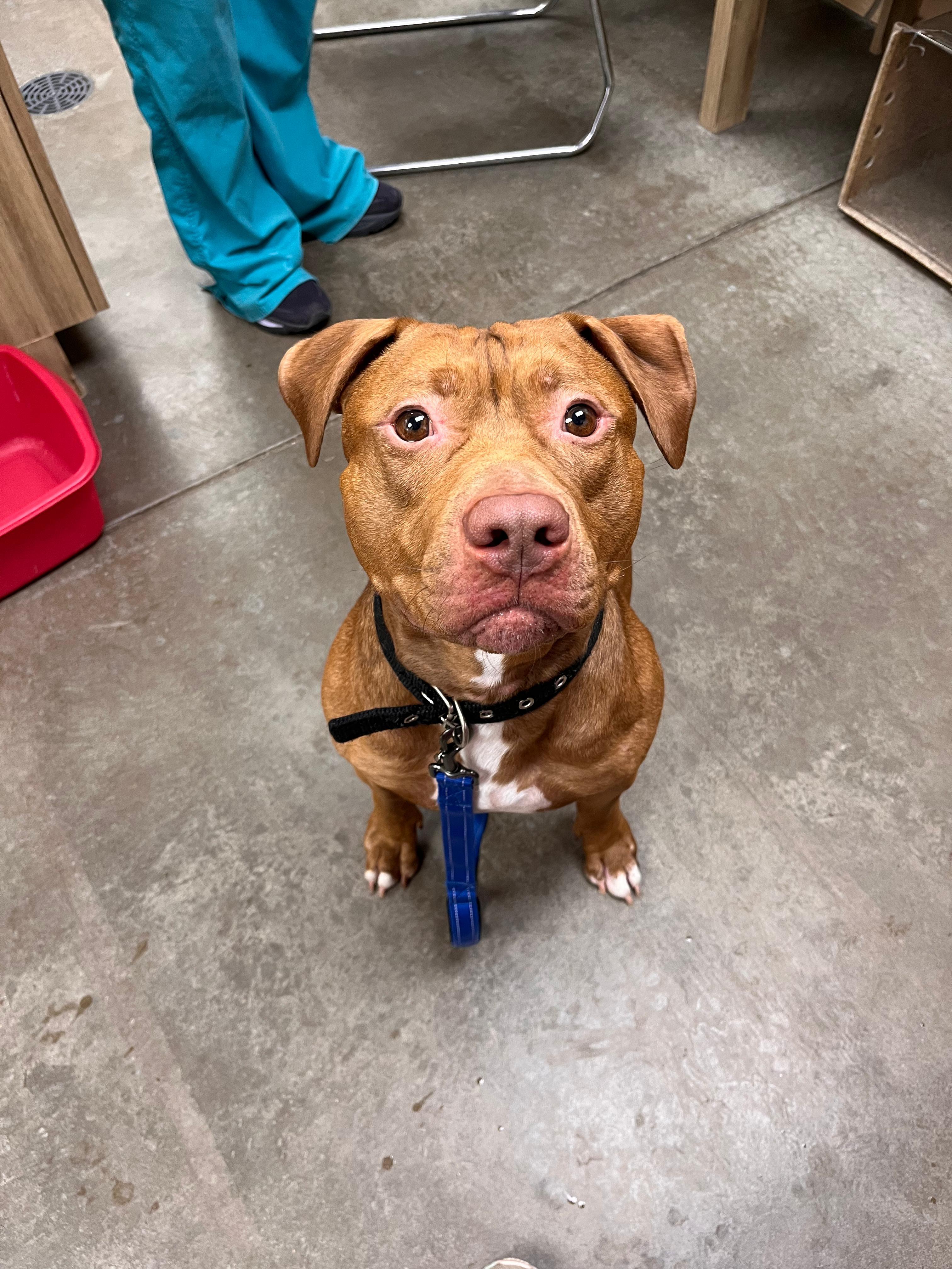 Enlarge Bam Bam, a ADOPTABLE mixed breed in Renfrew, PA image 5/5