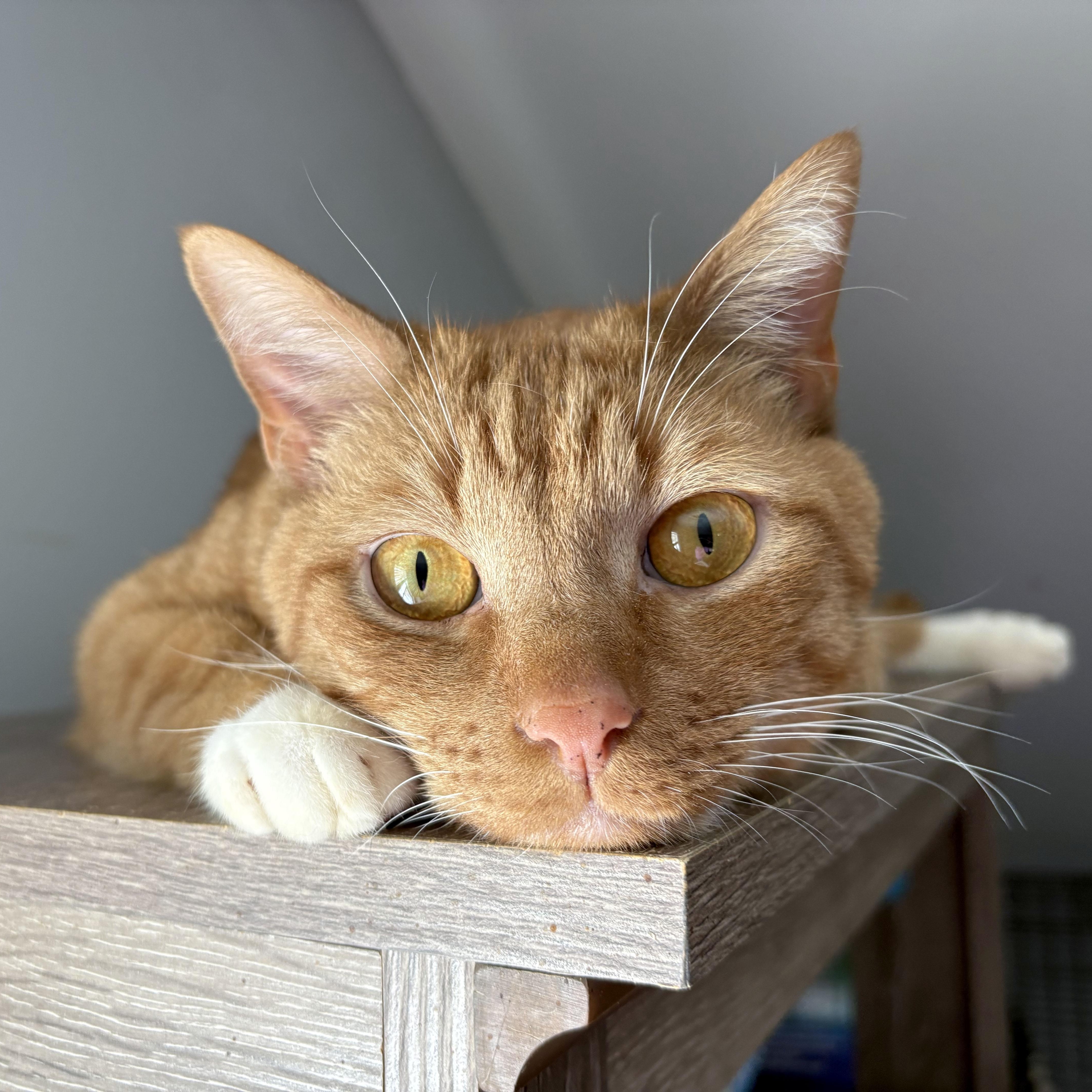 Enlarge Ragnor, a ADOPTABLE Domestic Short Hair in Mauldin, SC image 1/5