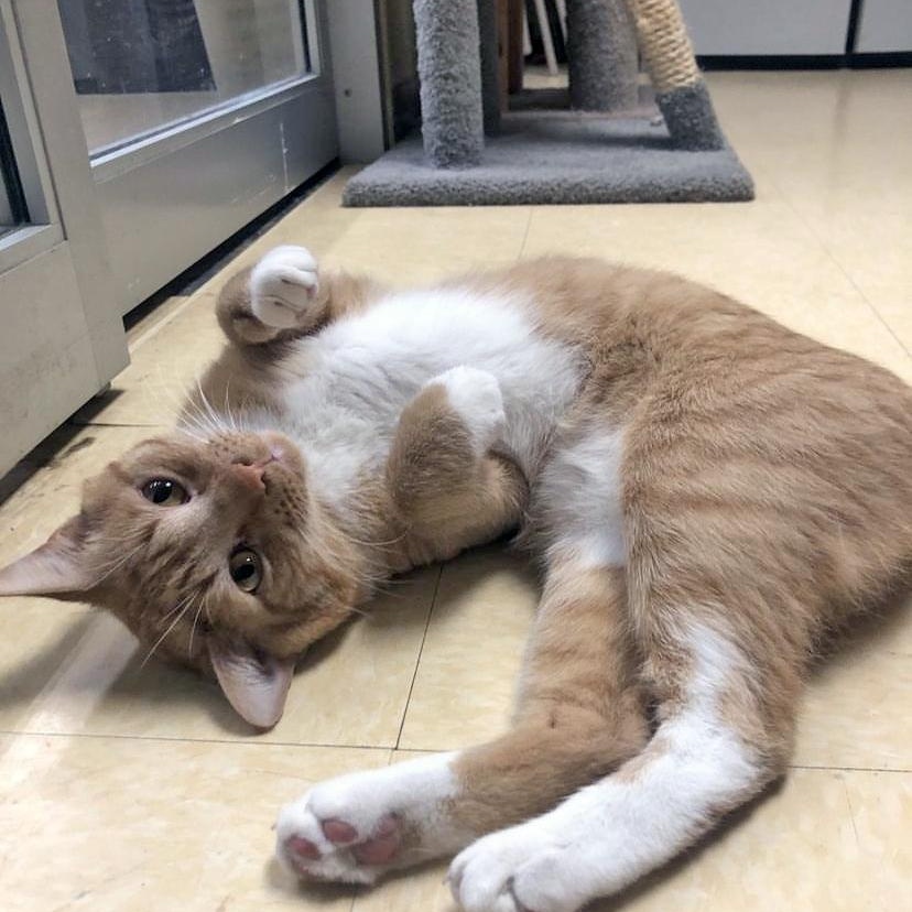 Enlarge Ragnor, a ADOPTABLE Domestic Short Hair in Mauldin, SC image 2/3